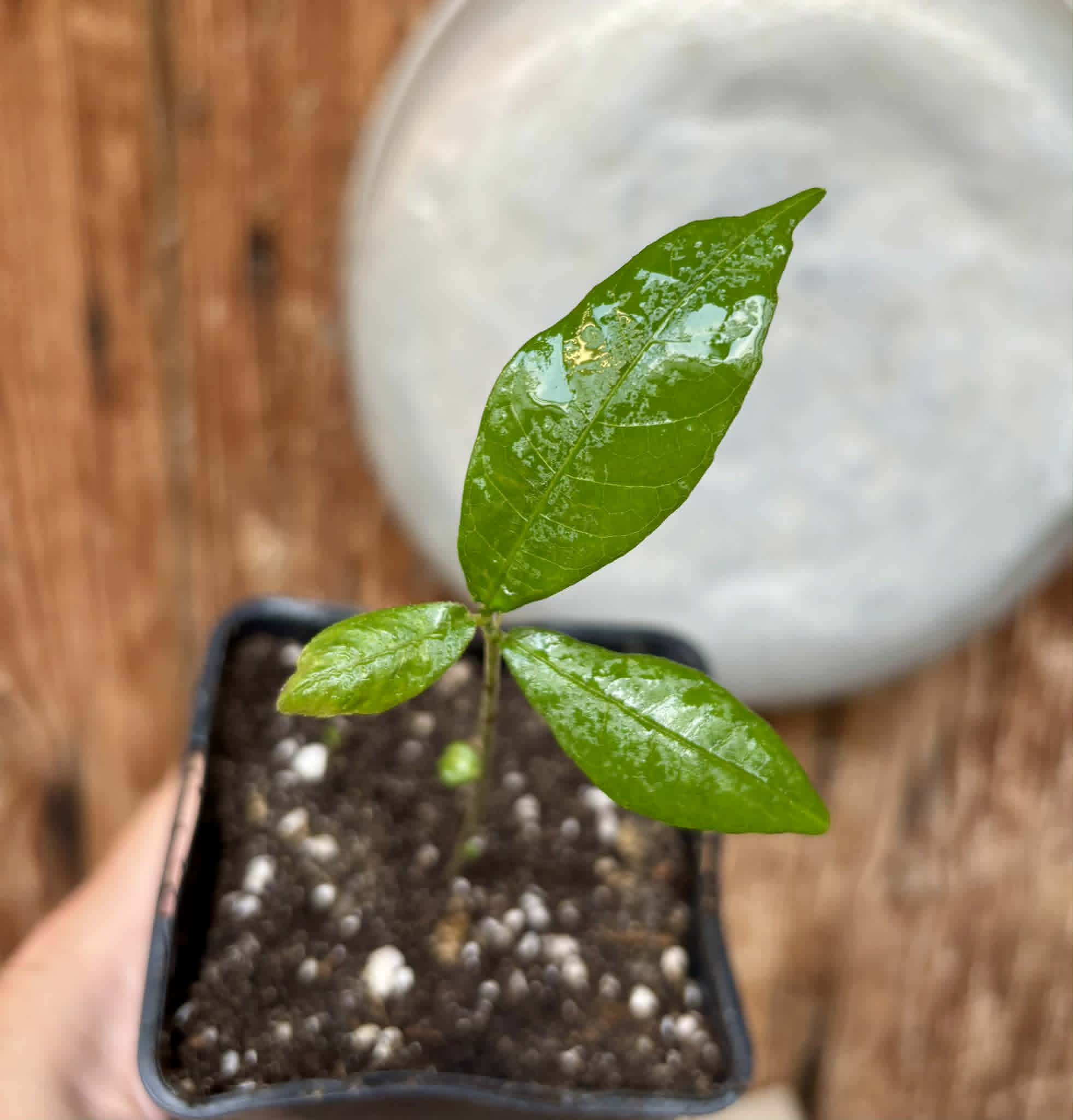 Pseudolmedia laevis - 1 potted seedling / 1 getopfter Sämling