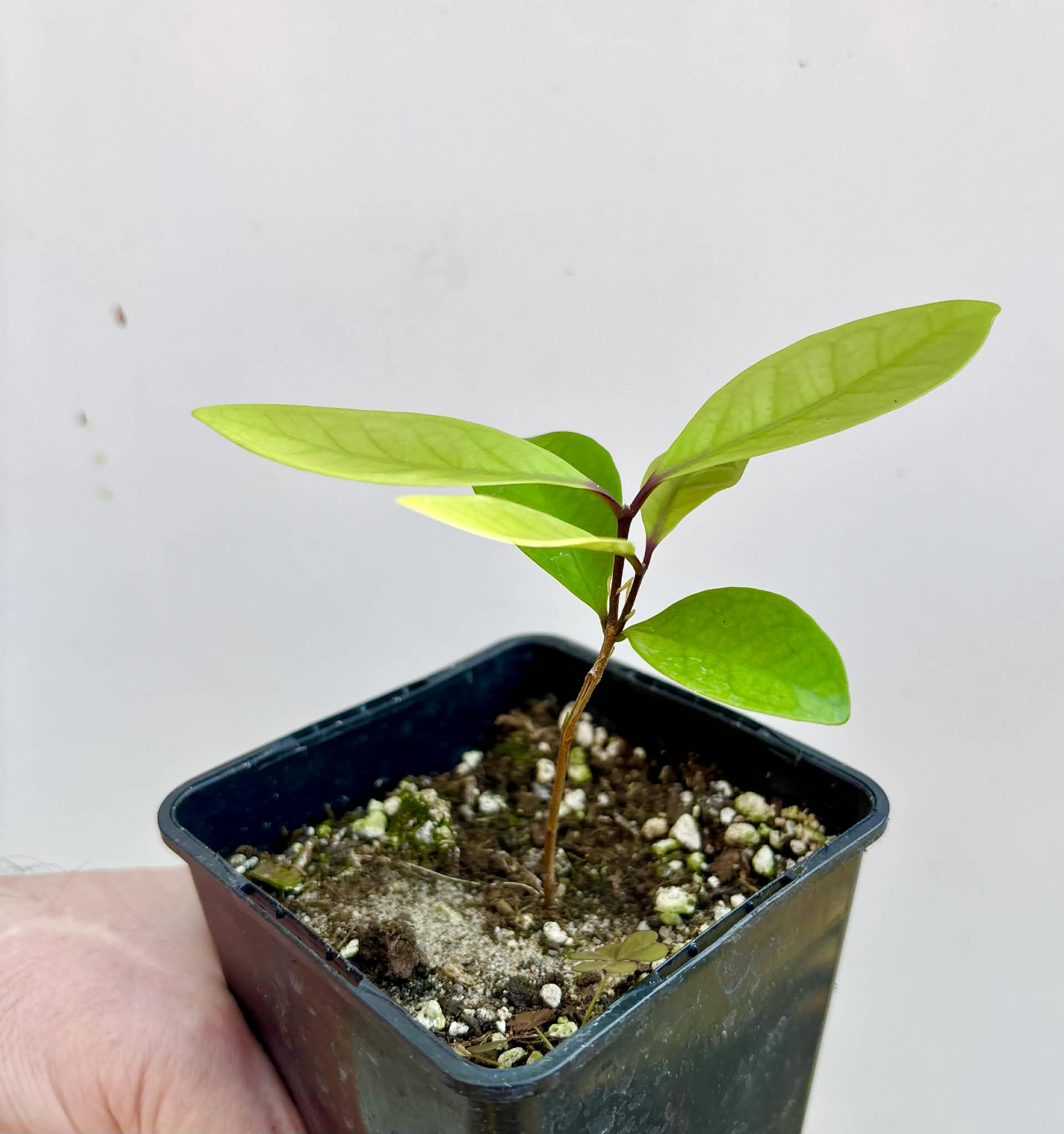 Eugenia rotundifolia var. Maruim - 1 potted seedling / 1 getopfter Sämling