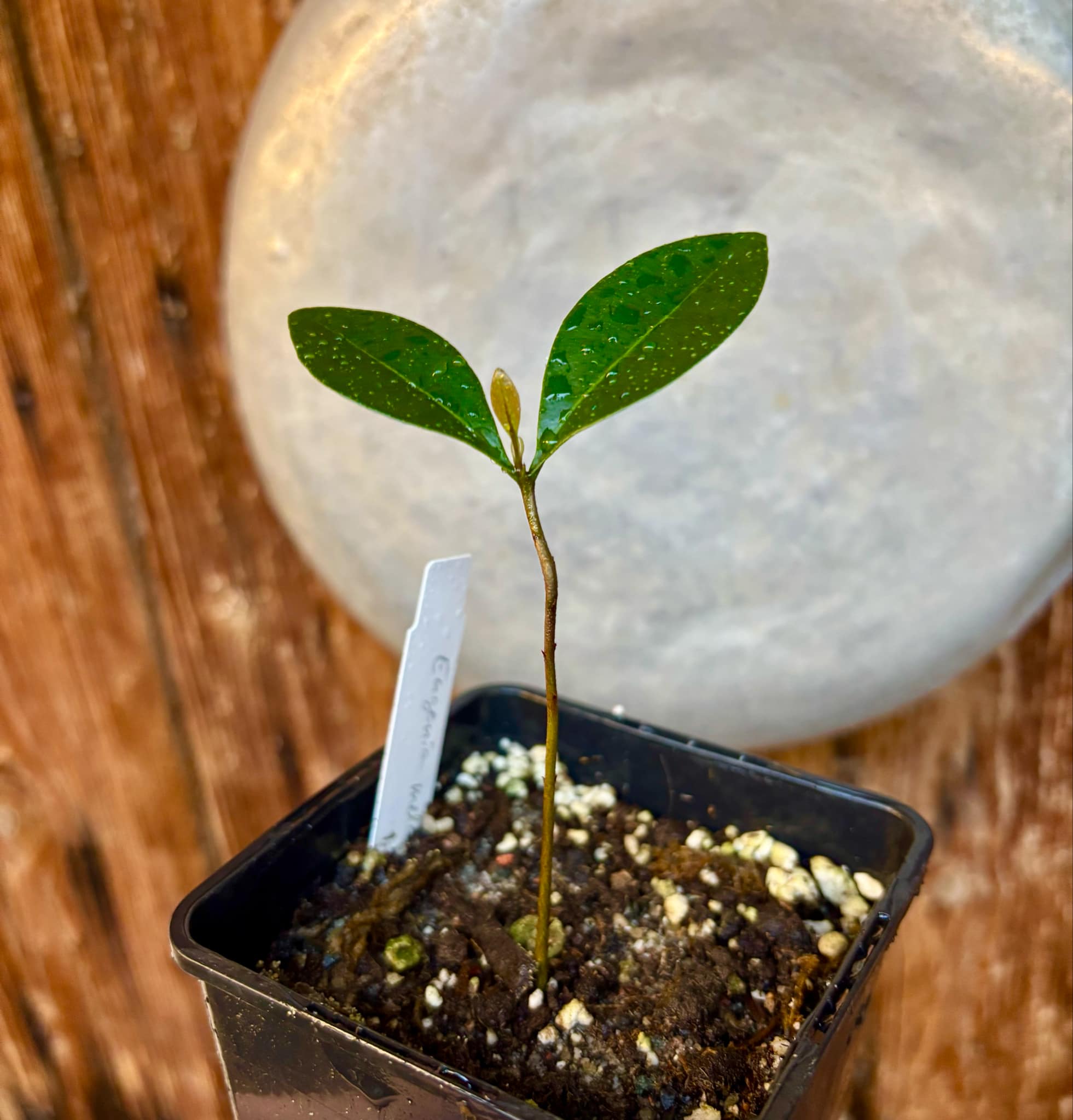 Piuna da Mata Atlantica (Eugenia melanogyna) - 1 small potted seedling / 1 kleiner, getopfter Sämling Piuna da Mata Atlantica (Eugenia melanogyna) - 1 small potted seedling / 1 kleiner, getopfter Sämling
