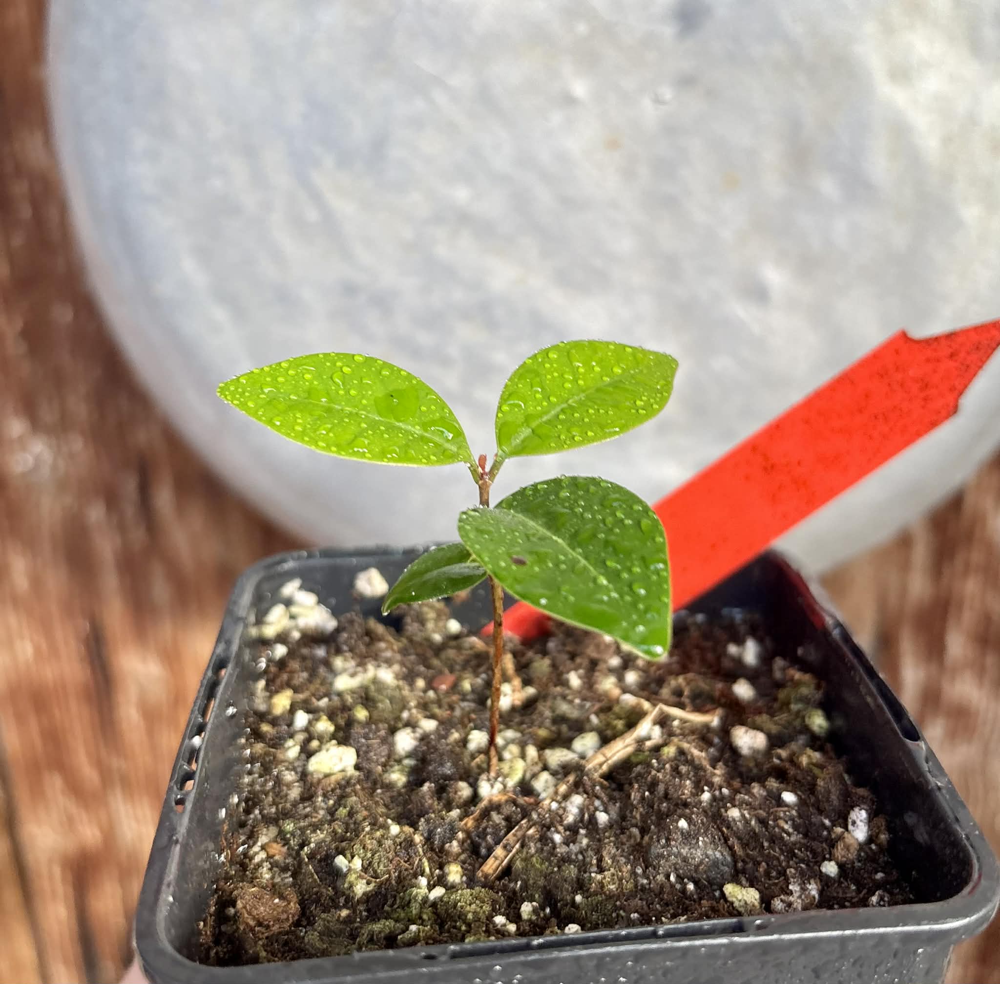 Eugenia flamingensis - 1 potted seedling / 1 getopfter Sämling 