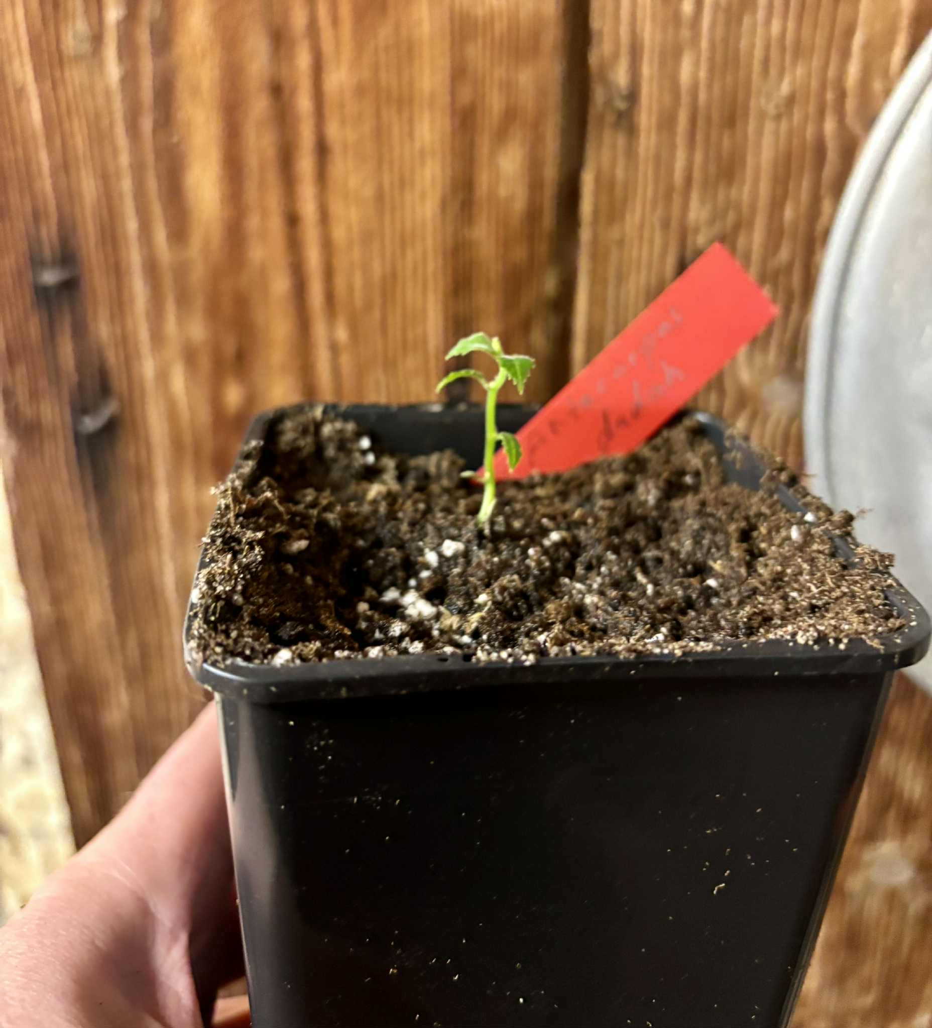 Artocarpus dadah - 1 potted seedling / 1 getopfter Sämling