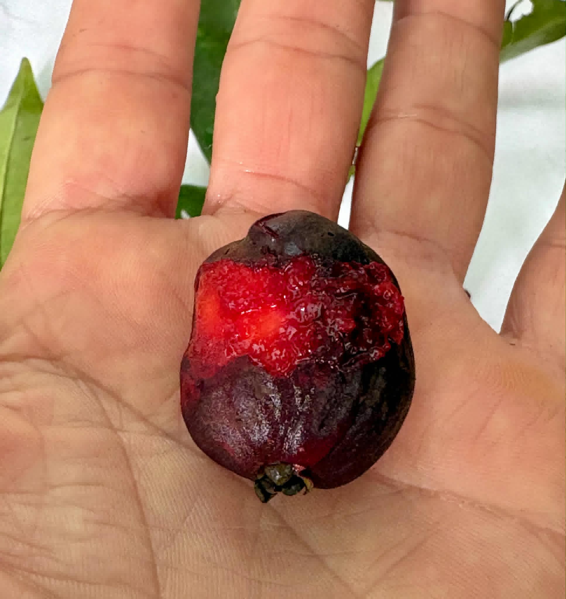 Eugenia sp Pitanga-Acerola - 1 potted seedling / 1 getopfter Sämling