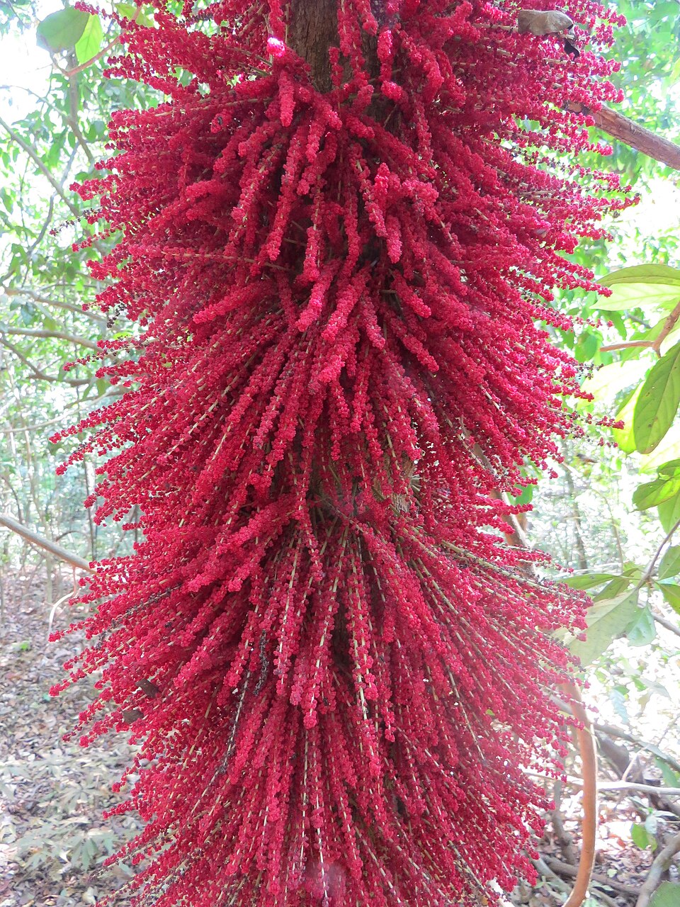 Pre Order - Mooti (Baccaurea courtallensis) - 1 fresh seed / 1 frischer Samen