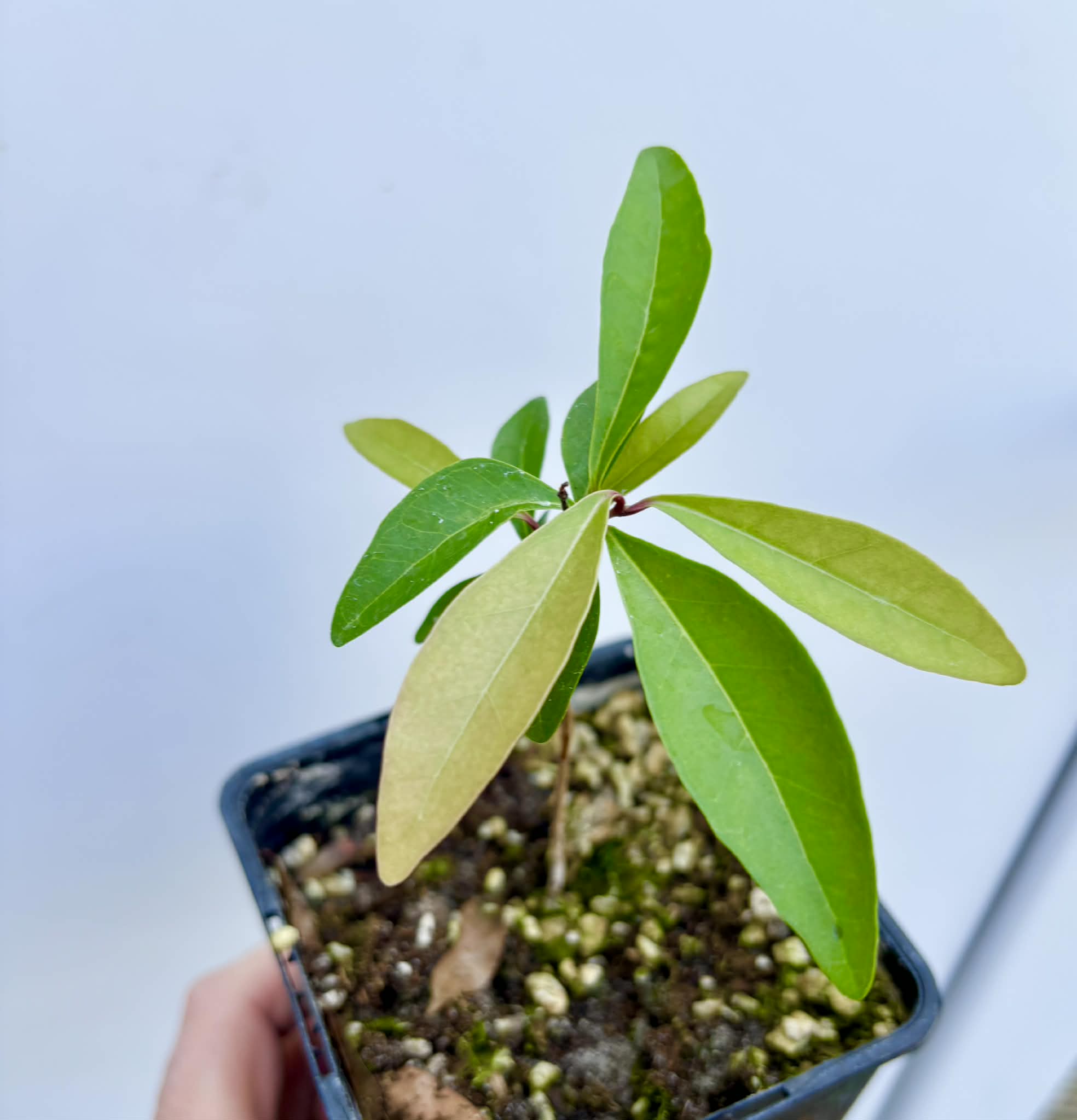 Eugenia sp Nova Rio Guari - 1 potted seedling / 1 getopfter Sämling