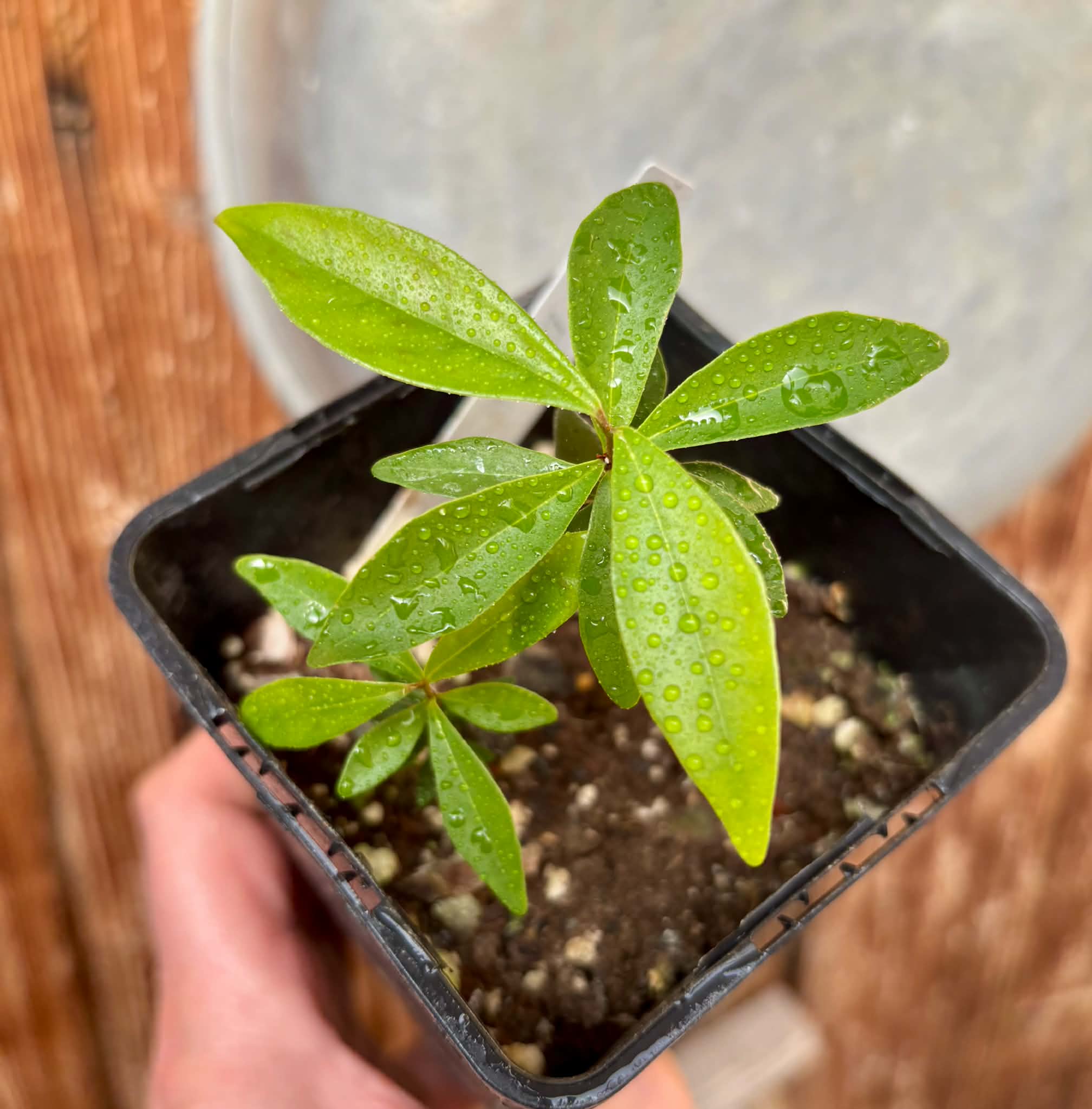 2 in 1 pot - Eugenia axillaris  - White Stopper - 2 seedlings in one pot / 2 Sämlinge in einem Topf
