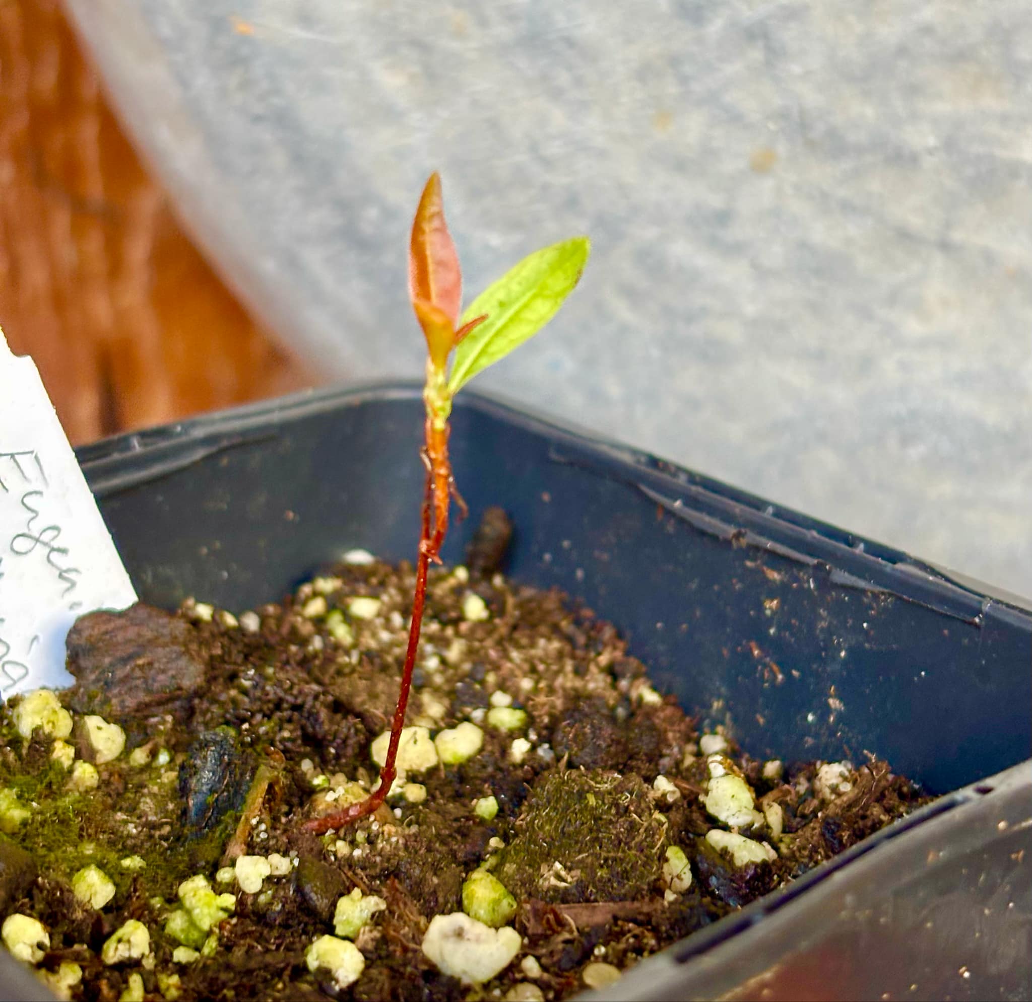 Eugenia sellowiana - 1 small potted seedling / 1 kleiner, getopfter Sämling Eugenia sellowiana - 1 small potted seedling / 1 kleiner, getopfter Sämling