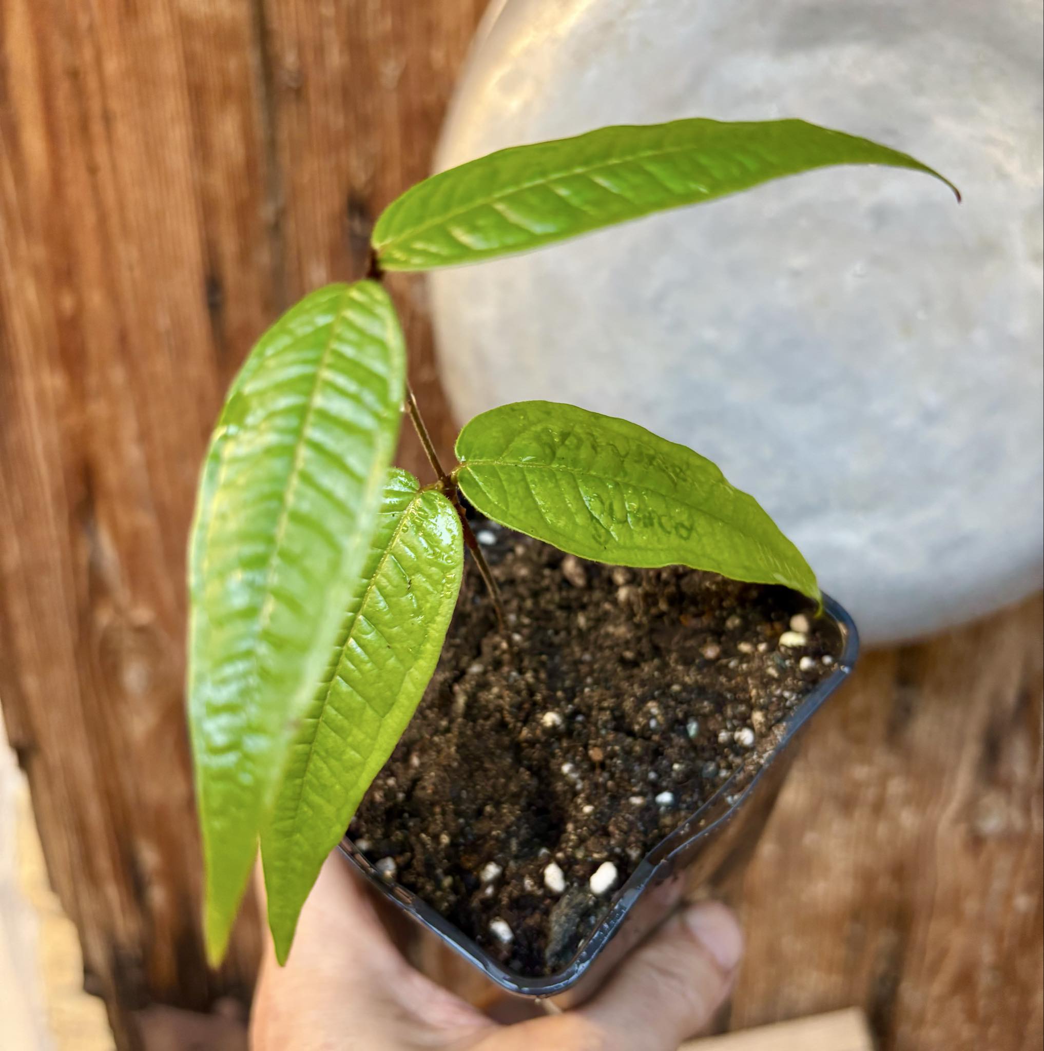 Plinia aureana "Branca Costada"  - 1 rooted, potted cutting / 1 bewurzelter, getopfter Steckling