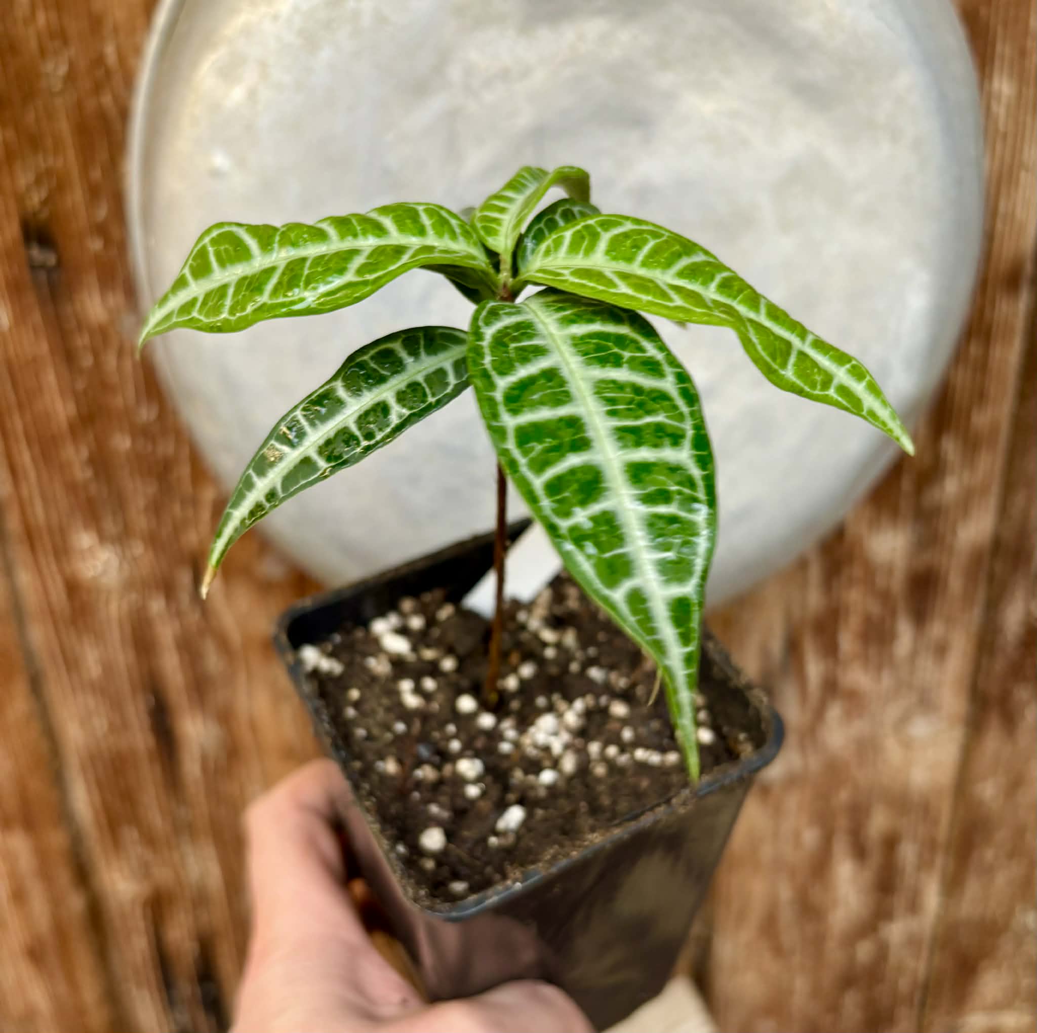 Eugenia sp Labisia Nr. 2 -  1 potted plant / 1 getopfte Pflanze