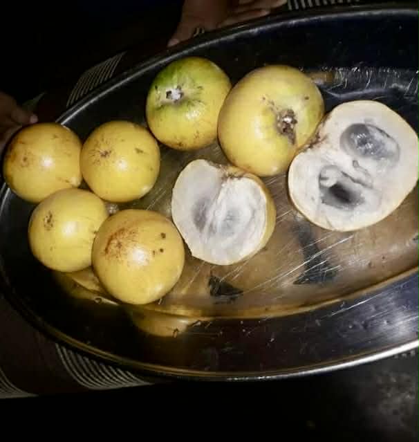 Chrysophyllum sp Abiu Rondonia - Rare exotic plant - Seltene exotische Pflanze