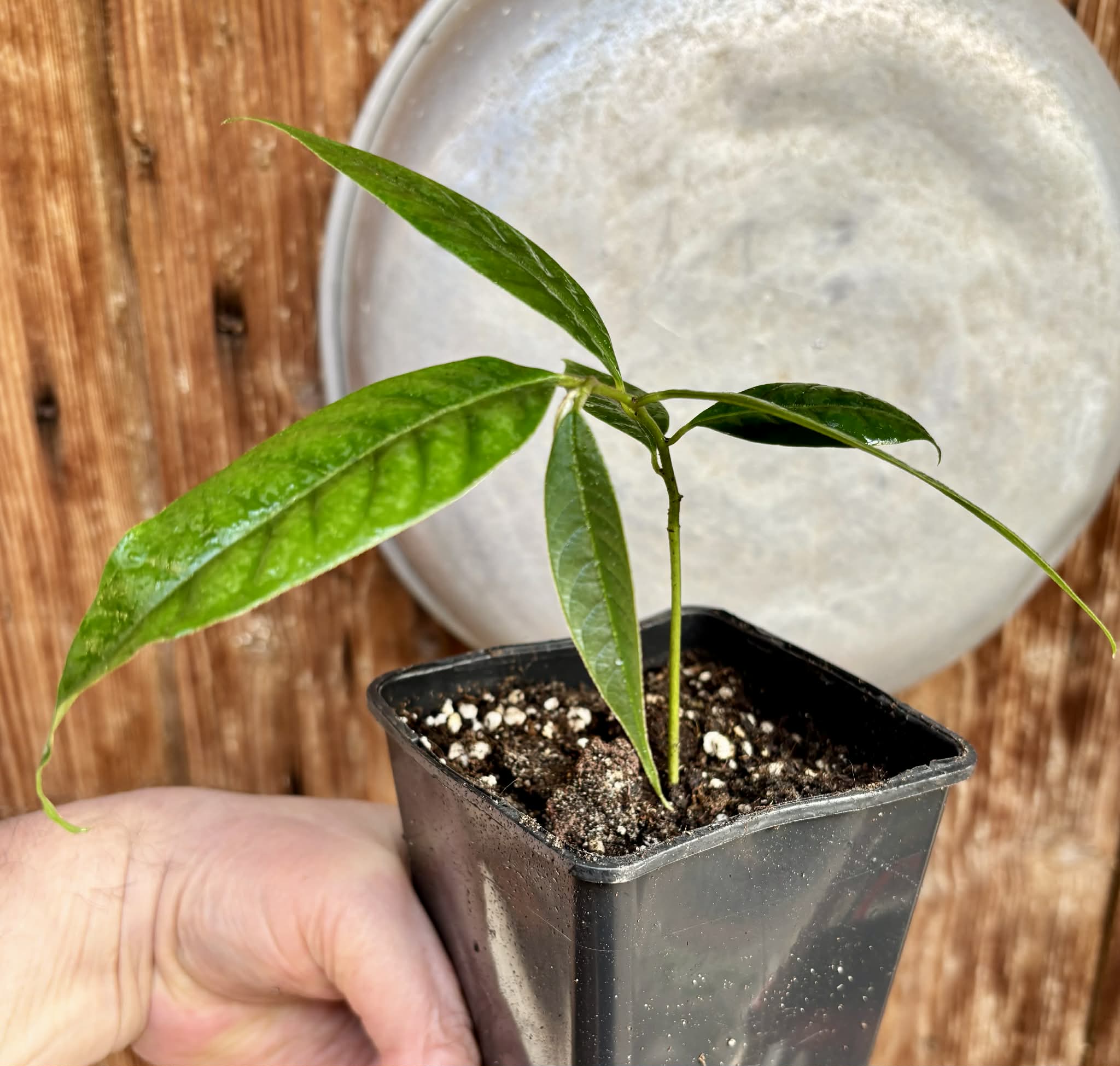 Annona rensoniana  - 1 potted seedling / 1 getopfter Sämling