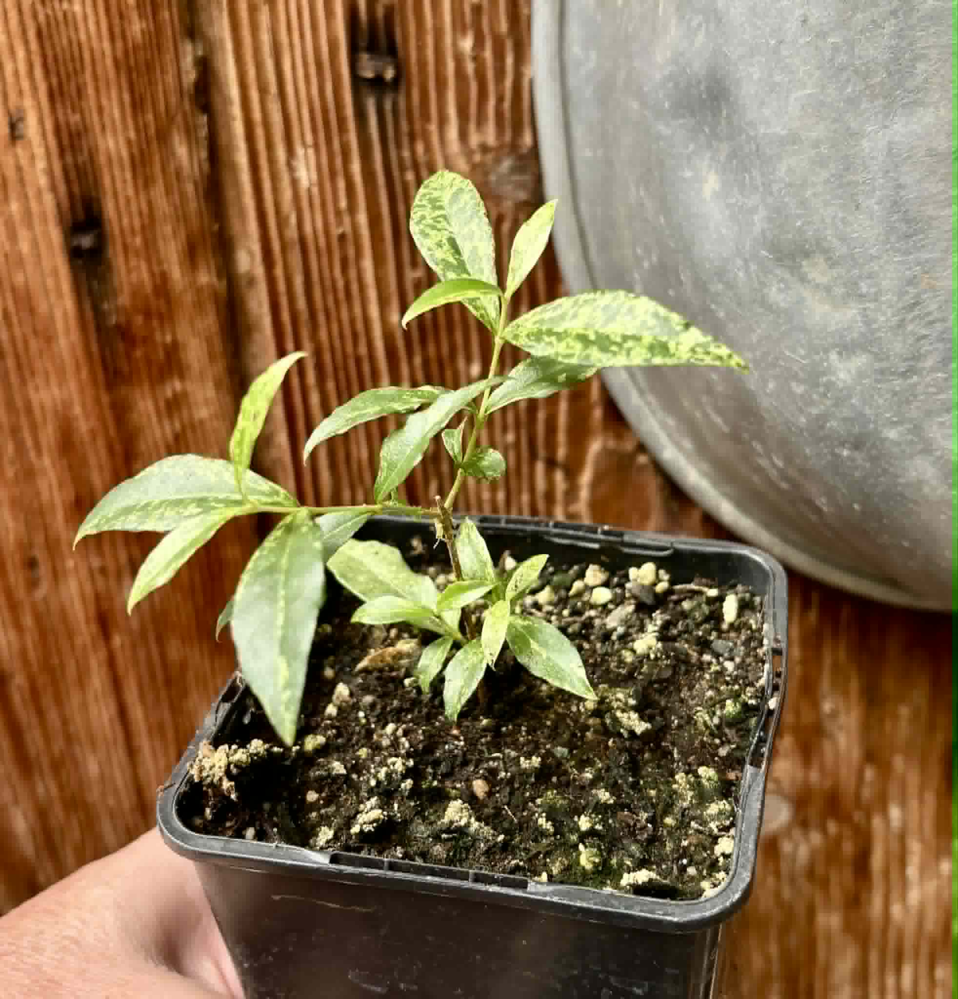 variegated Acerola (Malpighia glabra) rooted cutting - 1 potted rooted cutting / 1 getopfter, bewurzelter Steckling