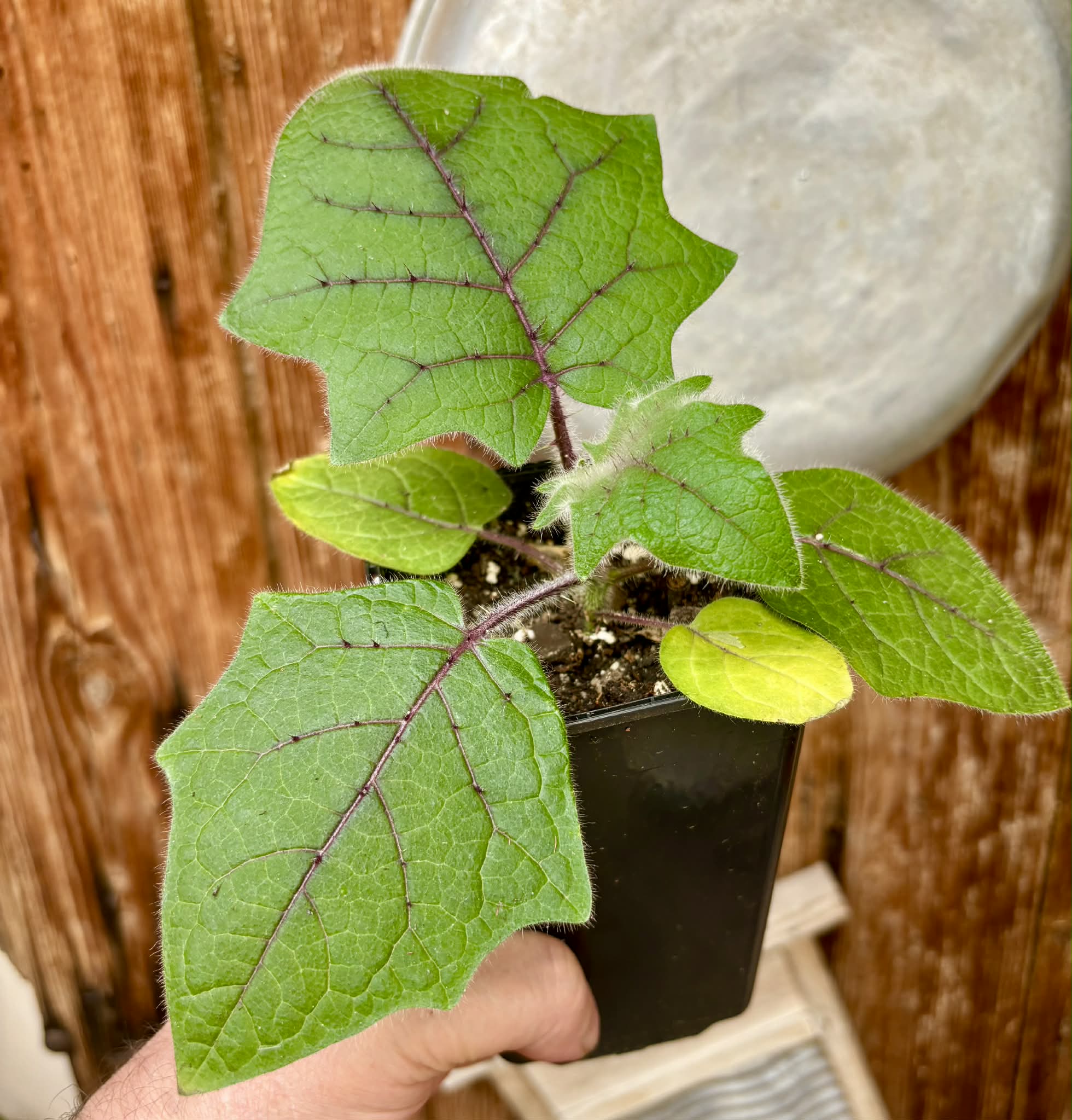 Lulo (Solanum quitoense) - 1 potted seedling / 1 getopfter Sämling