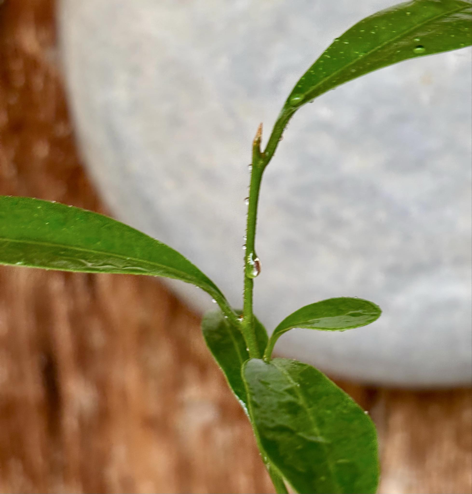 Pouteria alvesii - 1 potted seedling / 1 getopfter Sämling Pouteria alvesii - 1 potted seedling / 1 getopfter Sämling
