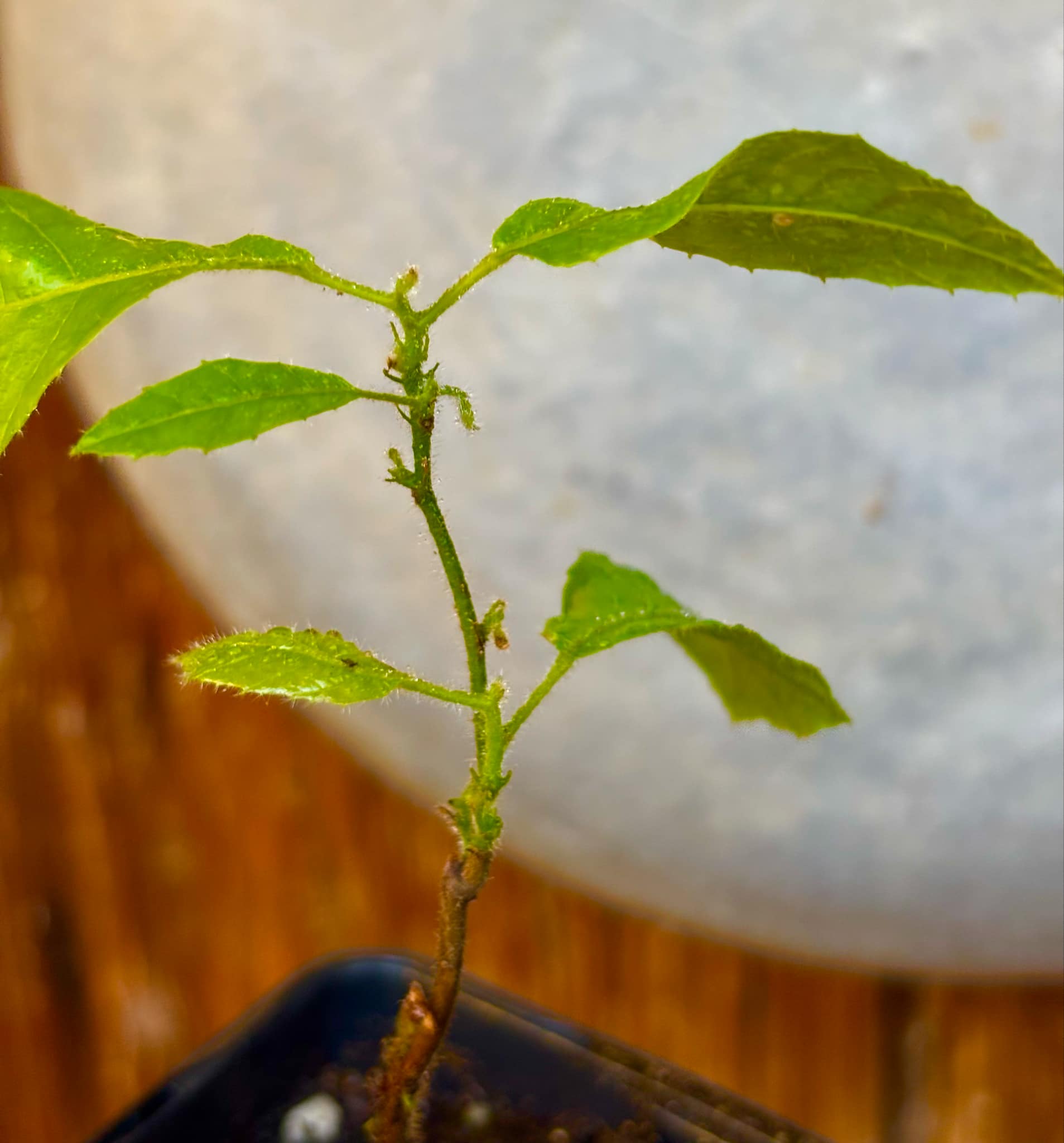 Mountain Cacao (Herrania mariae) - 1 small potted seedling / 1 kleiner, getopfter Sämling