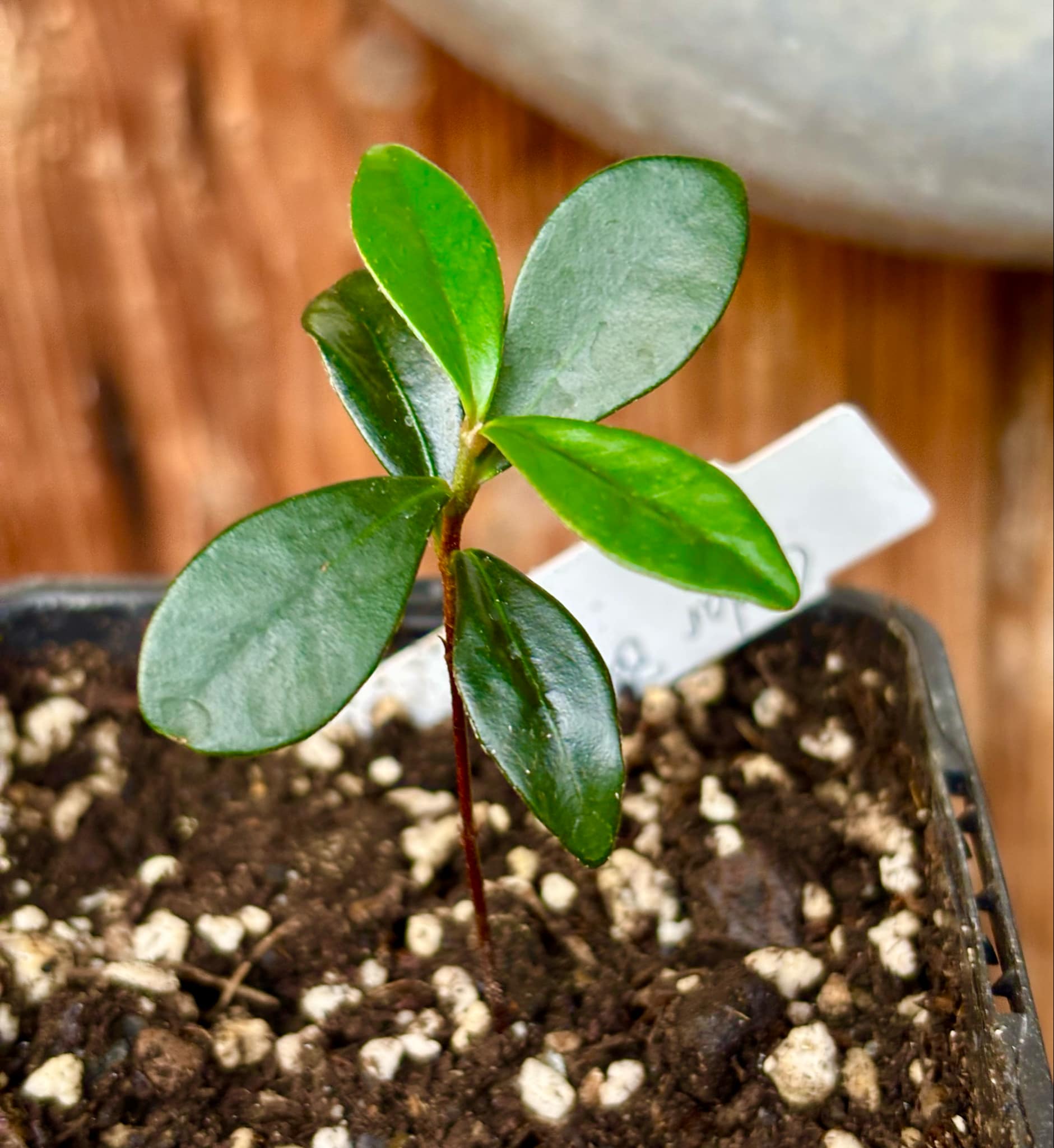 the Eugenia from Australia - Eugenia reinwardtiana - Cedarbay Cherry -  1 small potted seedling / 1 kleiner, getopfter Sämling