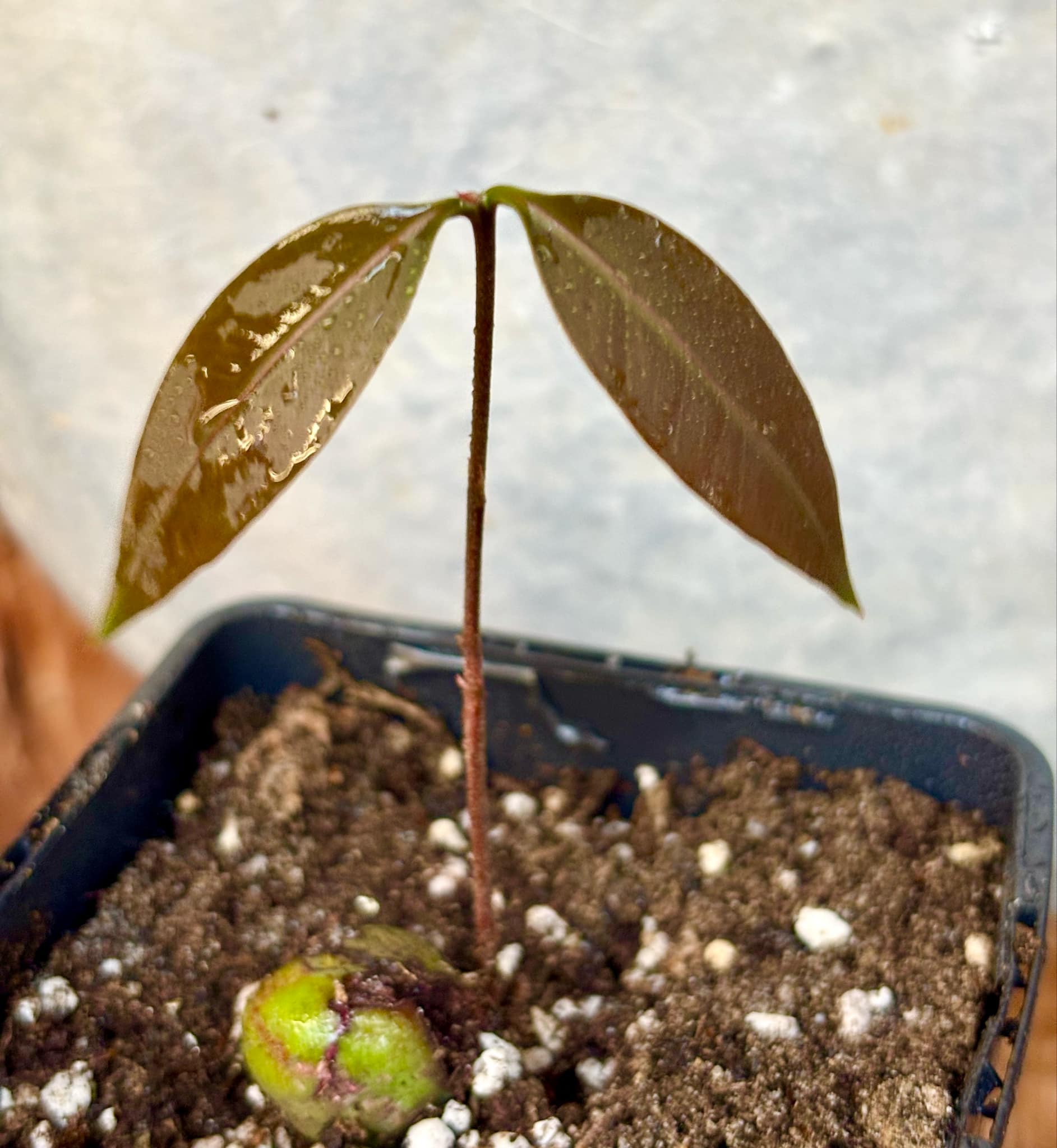 Eugenia sp Abacate -  1 small potted seedling / 1 kleiner, getopfter Sämling