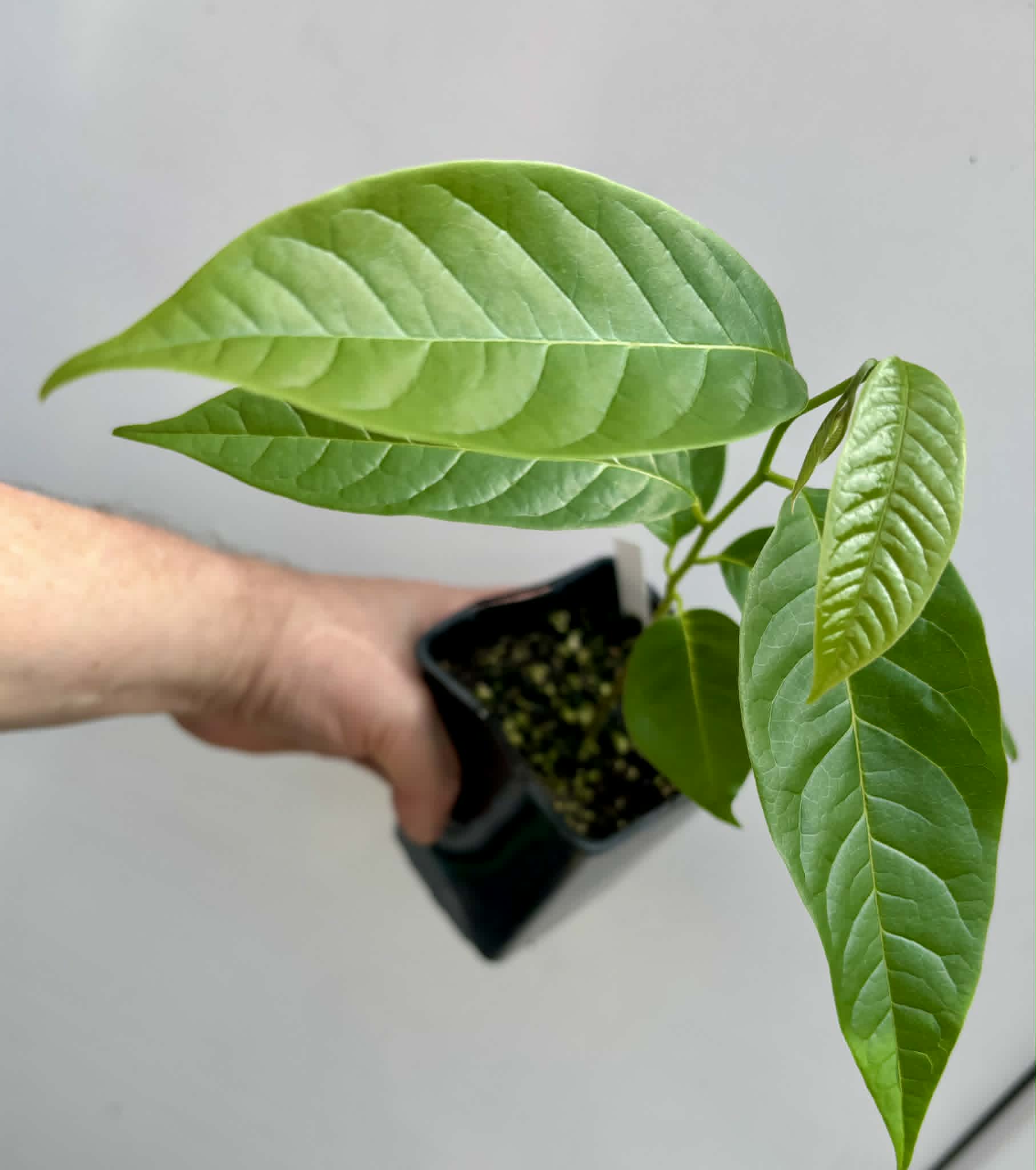 Annona reticulata var Ruby Heart- 1 potted seedling / 1 getopfter Sämling
