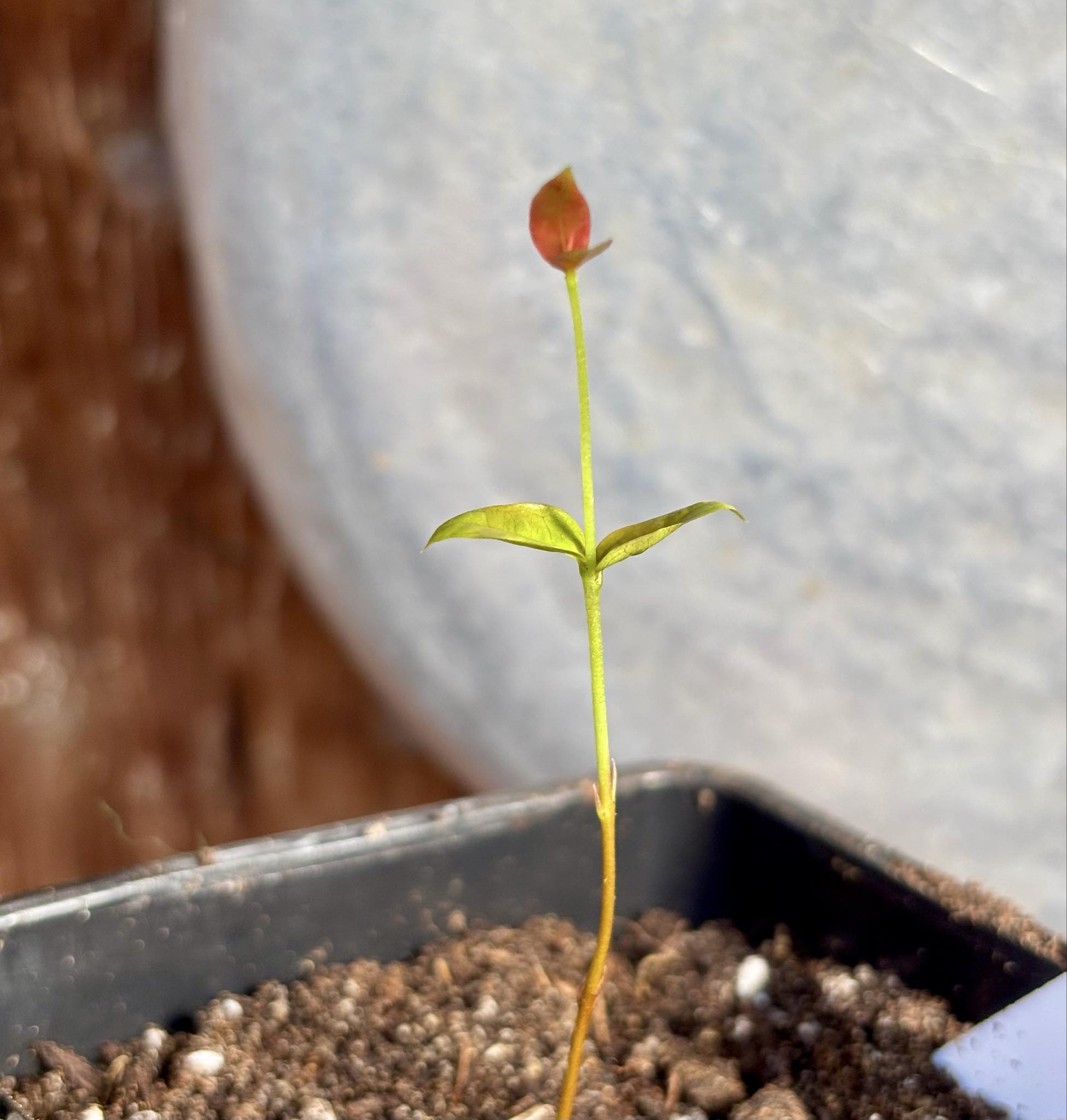 Eugenia uniflora var. Tutti Colore - 1 small potted seedling / 1 kleiner, getopfter Sämling Eugenia uniflora var. Tutti Colore - 1 small potted seedling / 1 kleiner, getopfter Sämling