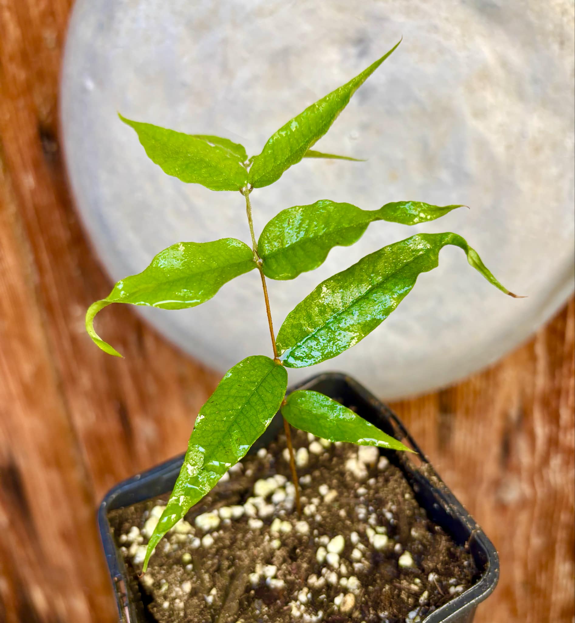 Jaboticaba - Plinia sp Rajada Cabo longo verde - 1 small potted seedling / 1 kleiner, getopfter Sämling Jaboticaba - Plinia sp Rajada Cabo longo verde - 1 small potted seedling / 1 kleiner, getopfter Sämling