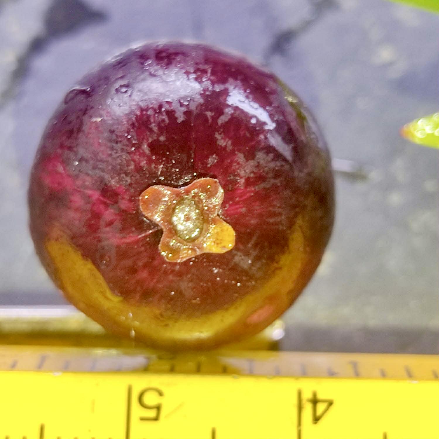 Plinia sp. Pingo de Mel Rajada Maraú -  1 fresh seed / 1 frischer Samen