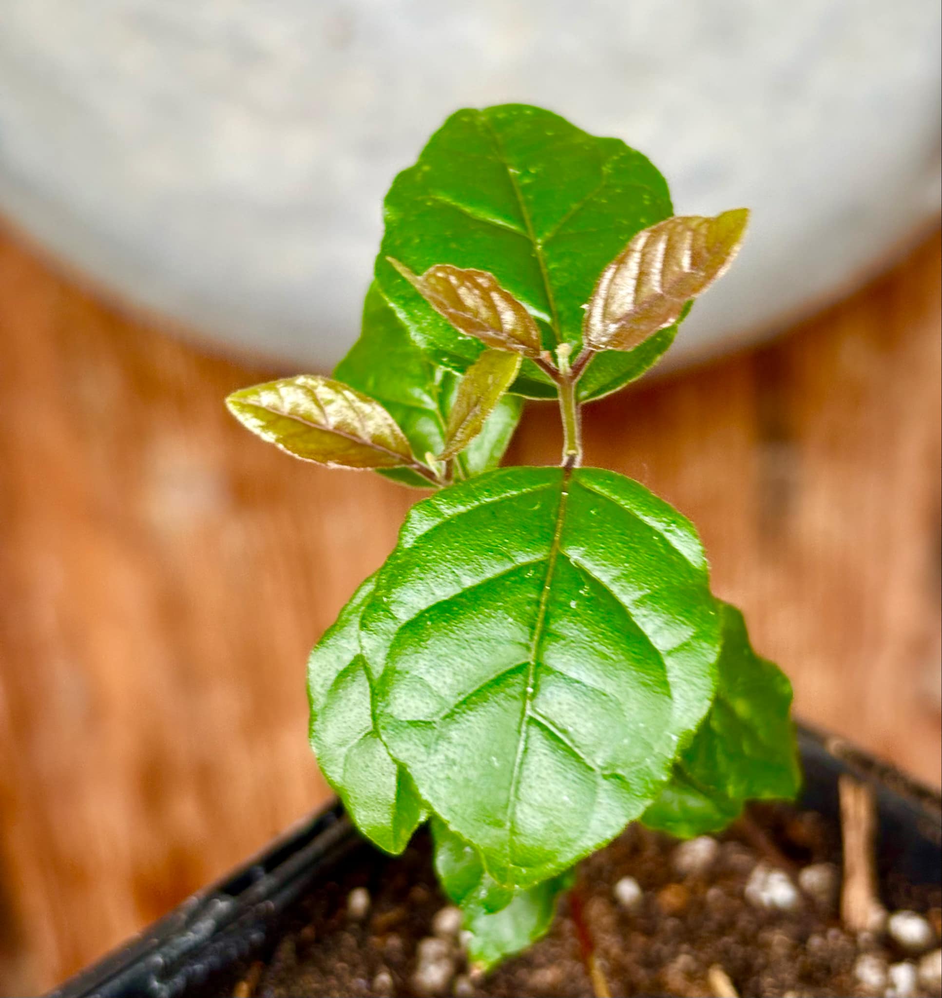 Campomanesia xanthocarpa var. littoralis - 1 small potted seedling / 1 kleiner, getopfter Sämling