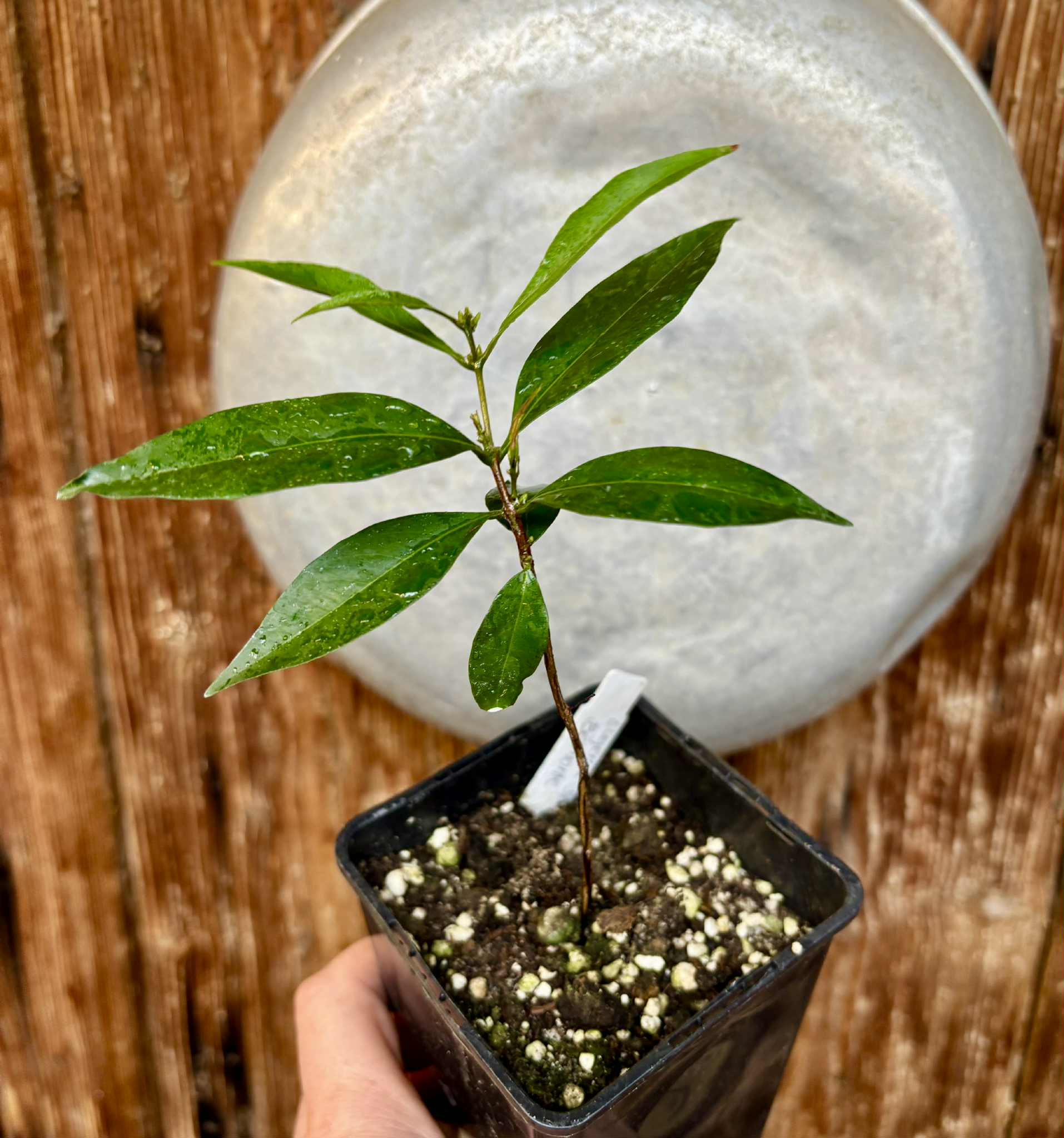 Eugenia sp Belmonte -  1 potted seedling / 1 getopfter Sämling