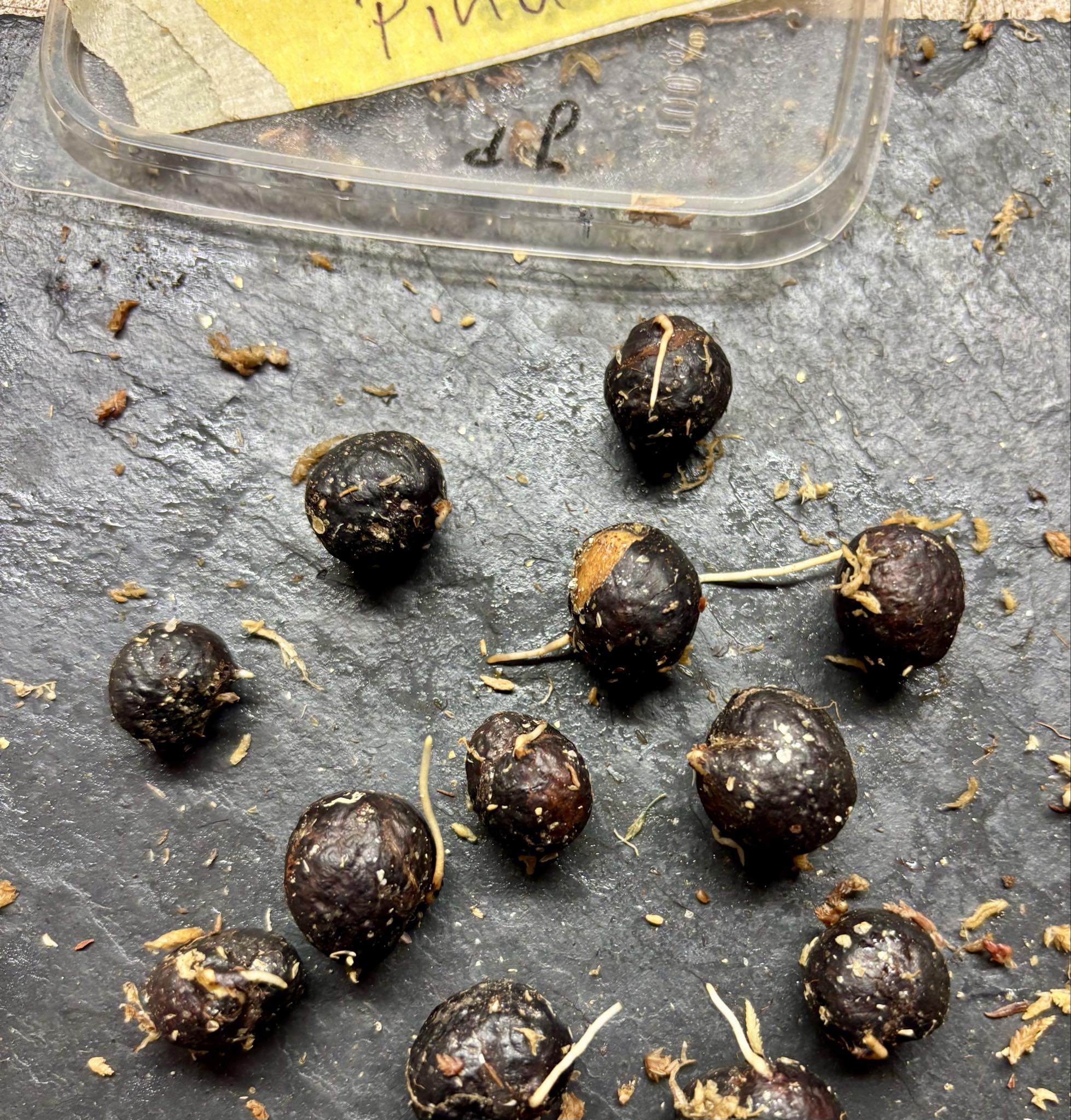 Eugenia sp Pindoca - 1 germinated seed / 1 gekeimter Samen Eugenia sp Pindoca - 1 germinated seed / 1 gekeimter Samen