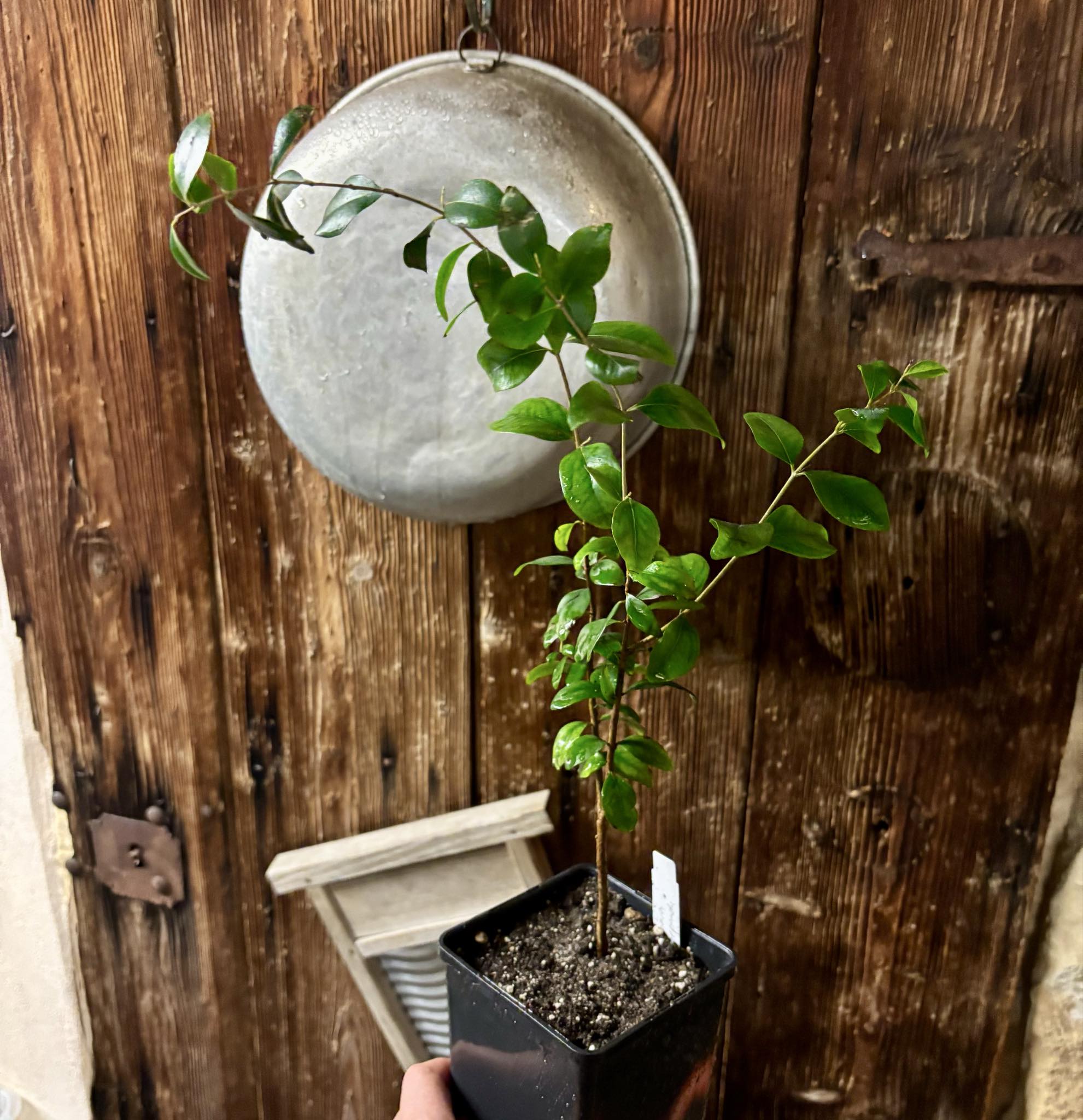  three years old - Eugenia repanda - 1 potted plant / 1 getopfte Pflanze