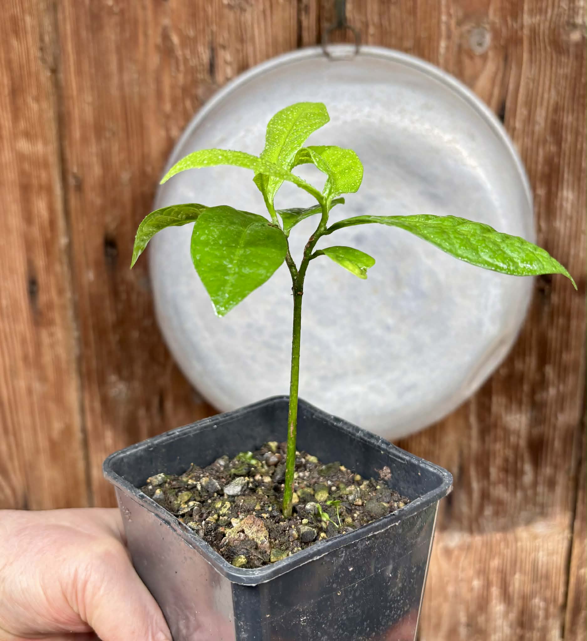 Cymbopetalum brasiliensis - 1 potted seedling / 1 getopfter Sämling