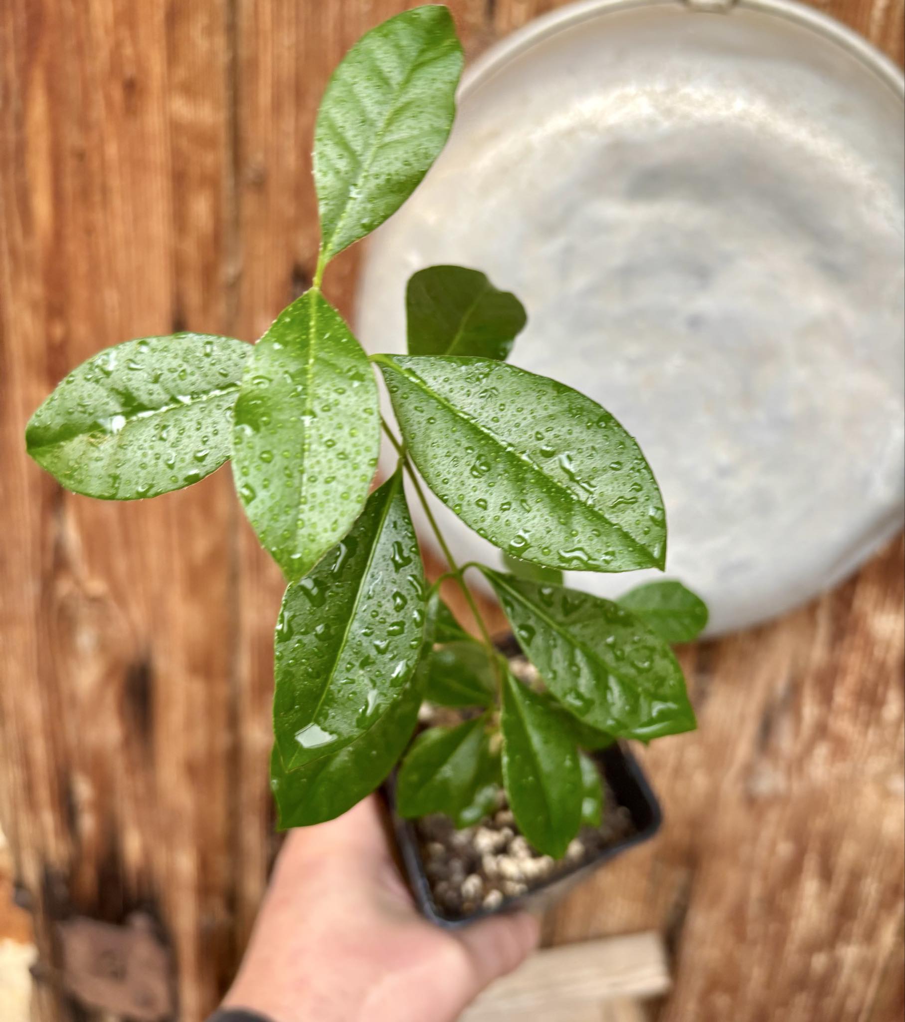 Psidium cattleyanum - Strawberry Guava  - 1 potted plant / 1 getopfte Pflanze