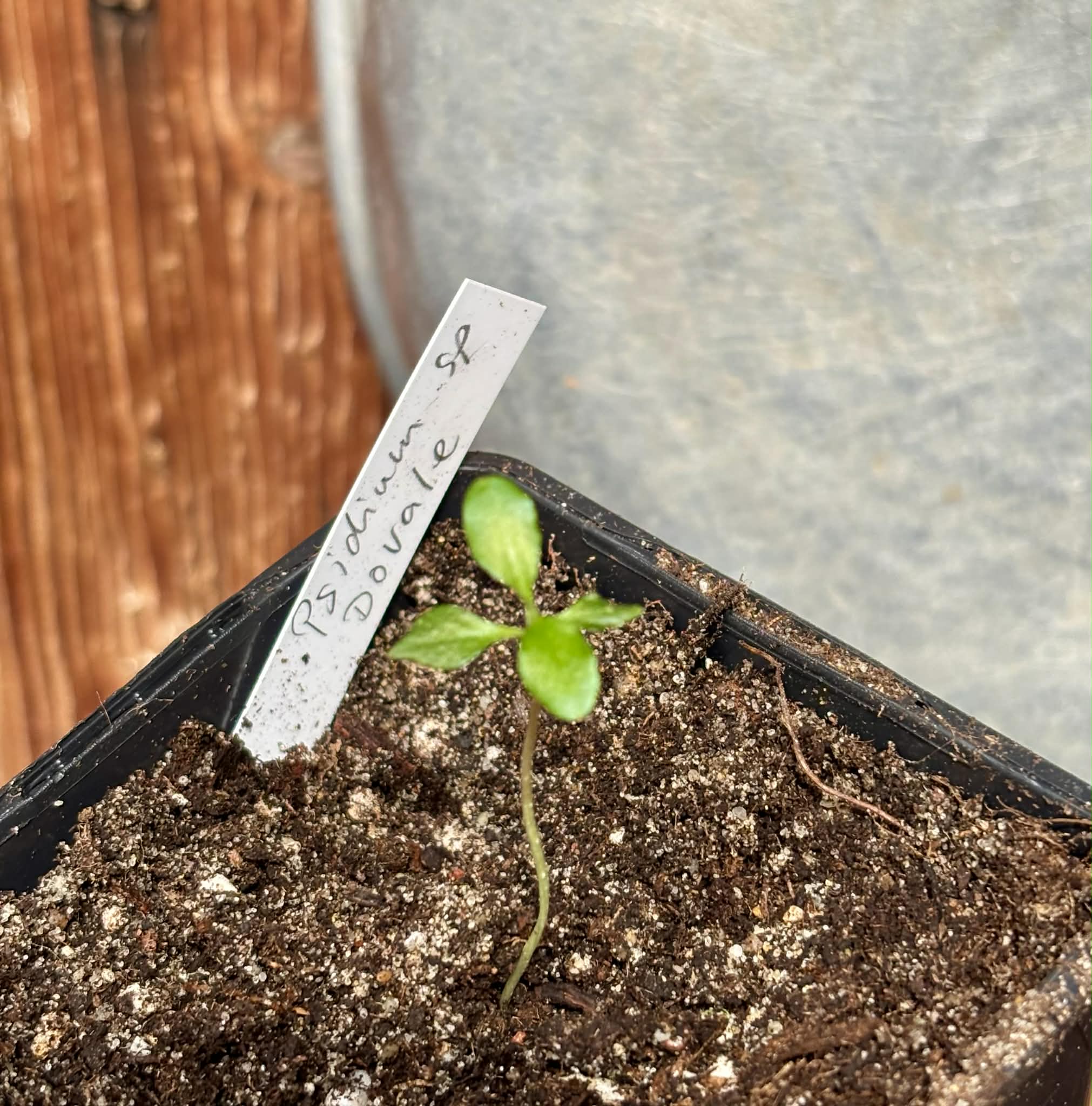 Psidium sp Dovale - 1 potted seedling / 1 getopfter Sämling