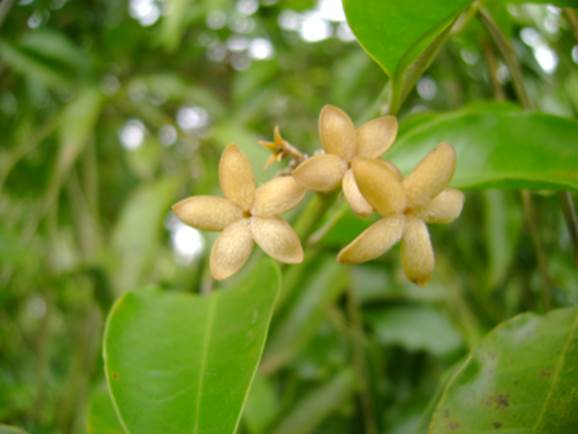 Tringuapa (Geissospermum laeve)  - 1 germinated seed / 1 gekeimter Samen