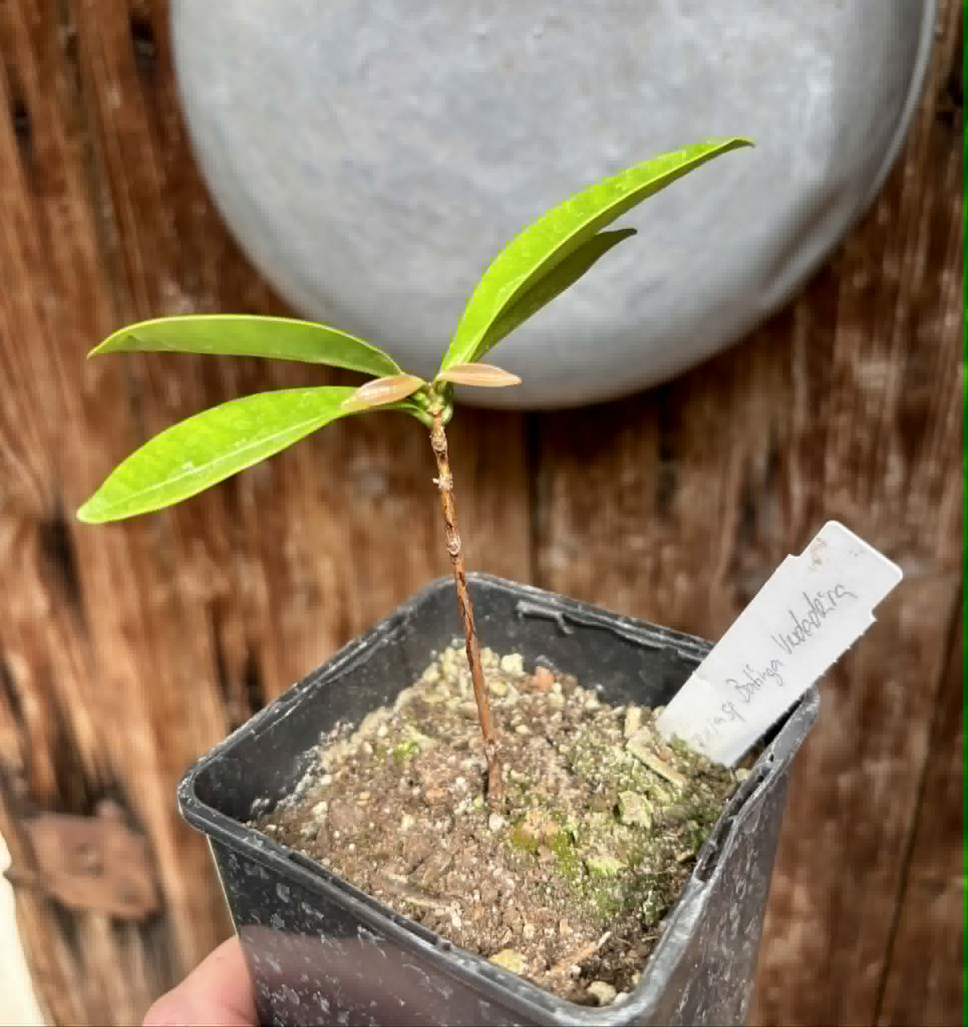 Eugenia sp Batinga Verdadeira -  1 potted plant / 1 getopfte Pflanze