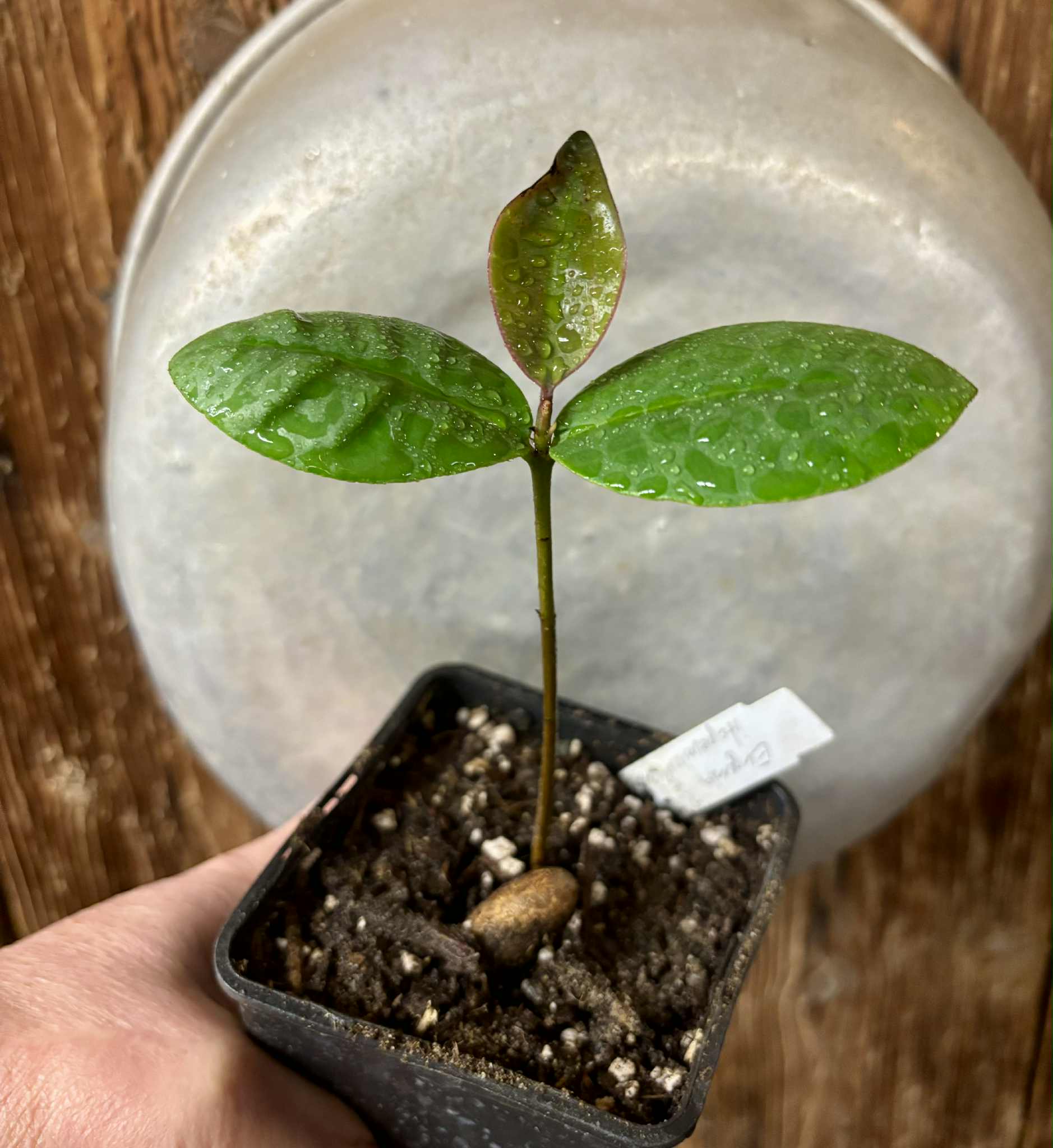 Eugenia itapemirimensis - 1 potted plant / 1 getopfte Pflanze