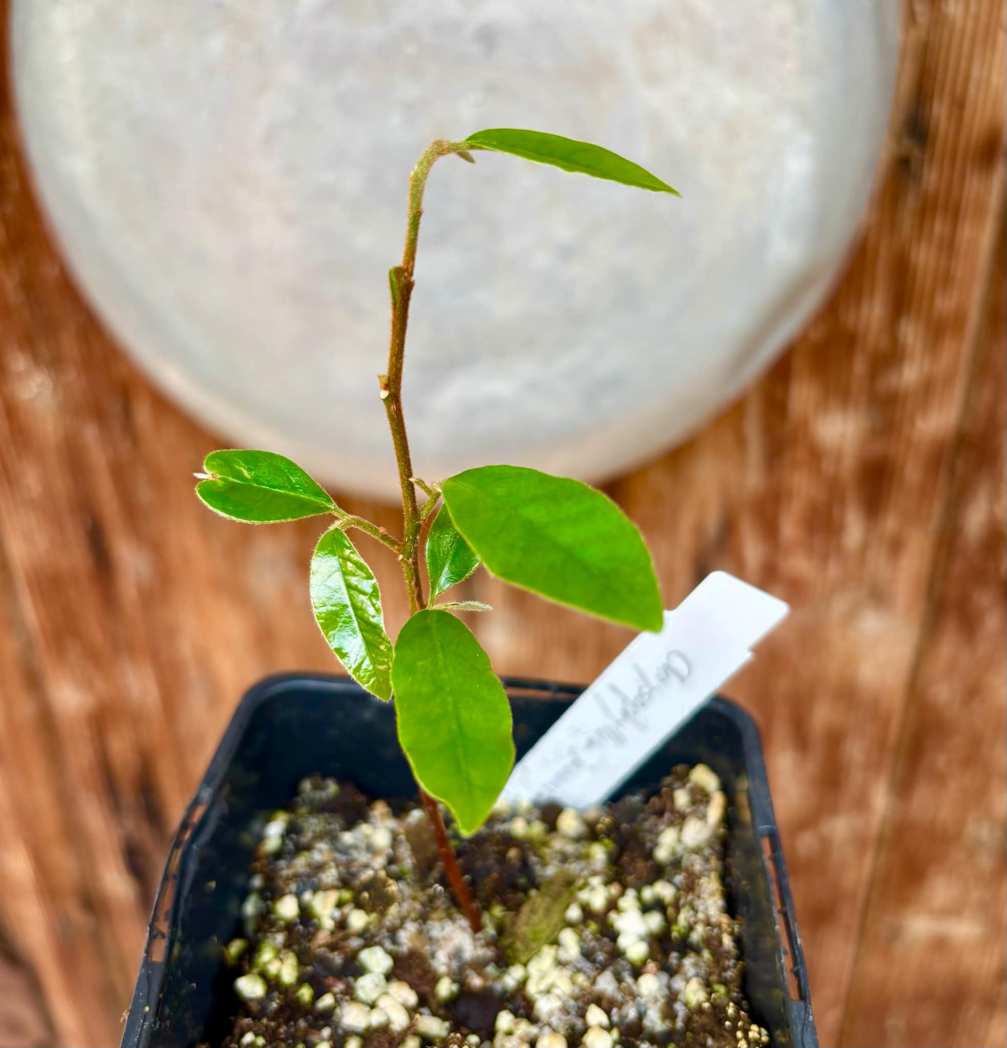 Chrysophyllum januariense - 1 small potted seedling / 1 kleiner, getopfter Sämling Chrysophyllum januariense - 1 small potted seedling / 1 kleiner, getopfter Sämling
