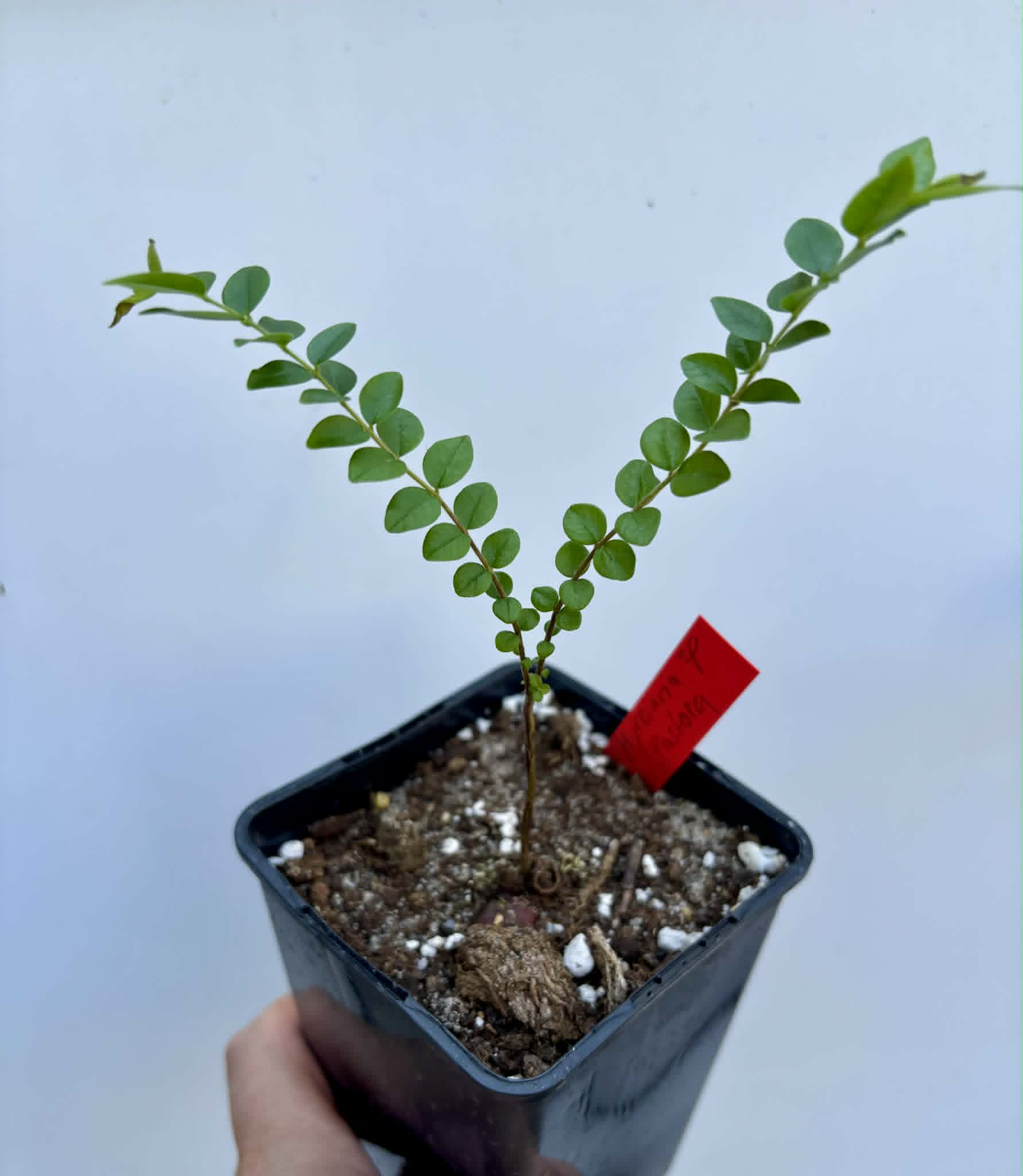 Myrciaria sp Pastora - 1 potted plant / 1 getopfte Pflanze