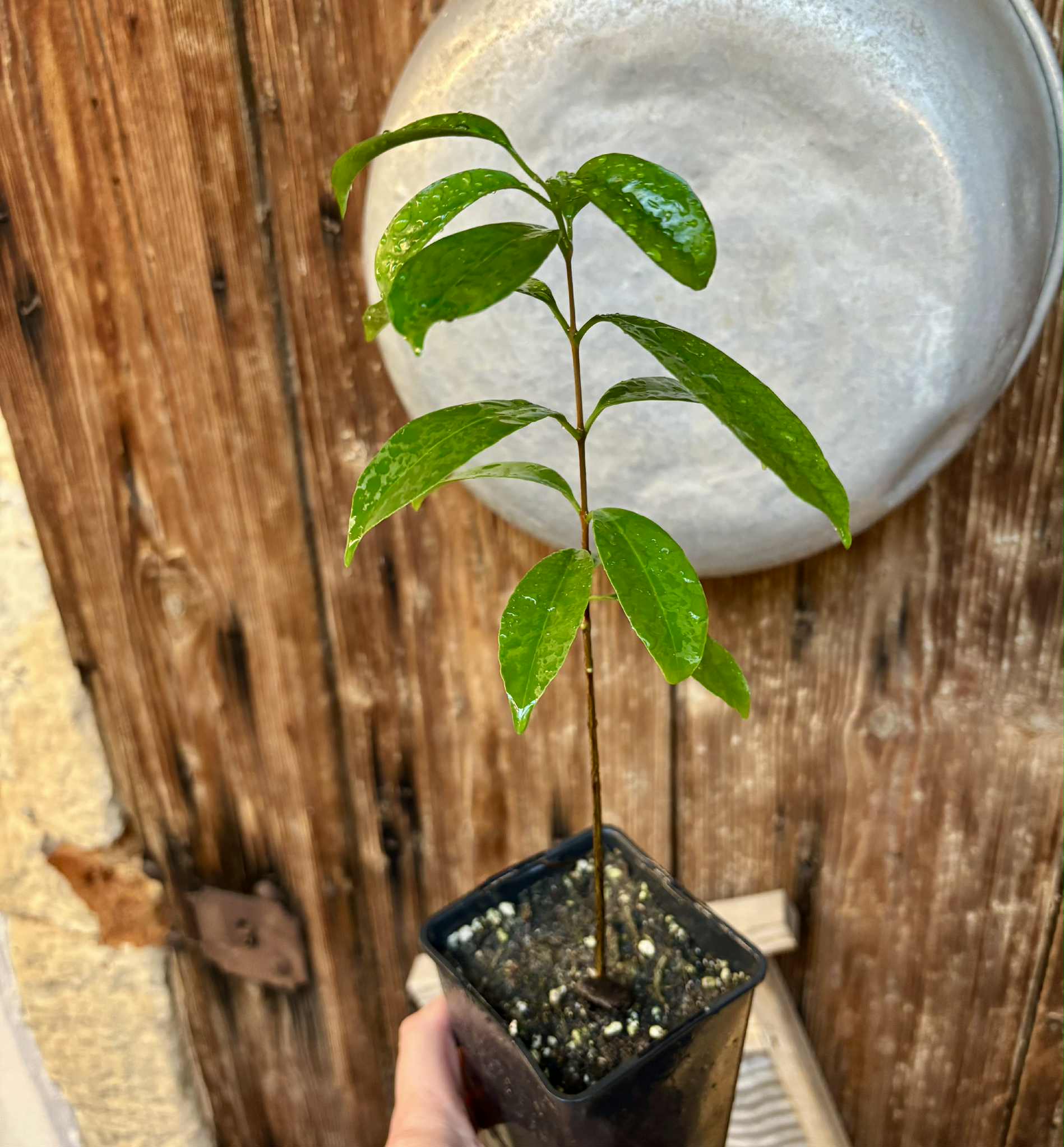 Ultra rare - Barapiroca Acu (Calycolpus legrandii) - 1 potted plant / 1 getopfte Pflanze Ultra rare - Barapiroca Acu (Calycolpus legrandii) - 1 potted plant / 1 getopfte Pflanze