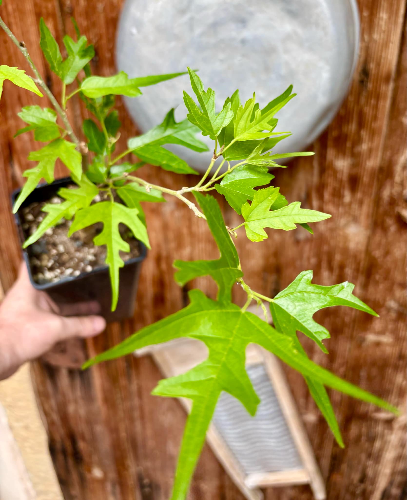 Mulberry Chicken Claw (Morus trilobata) - 1 grafted, potted plant / 1 veredelte, getopfte Pflanze