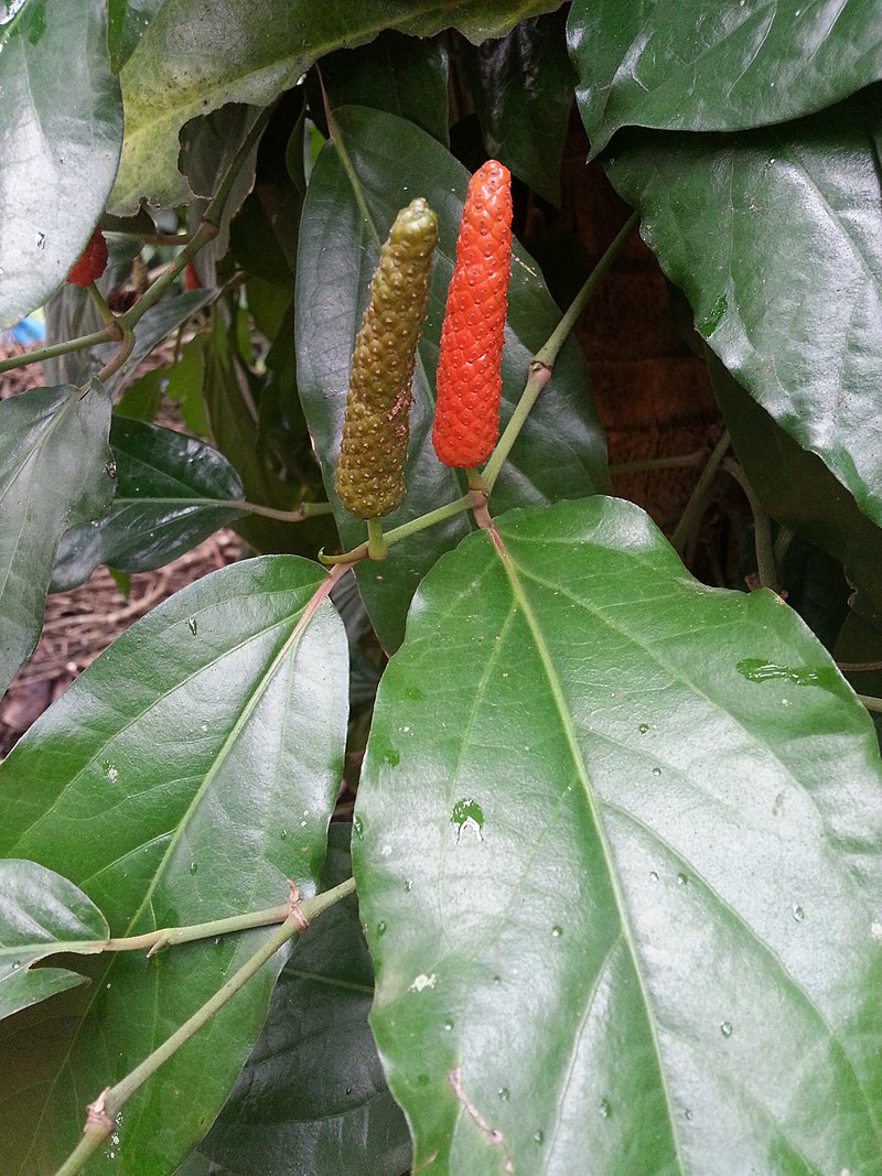 rooted cutting - Long Pepper  (Piper longum) - 1 potted plant / 1 getopfte Pflanze