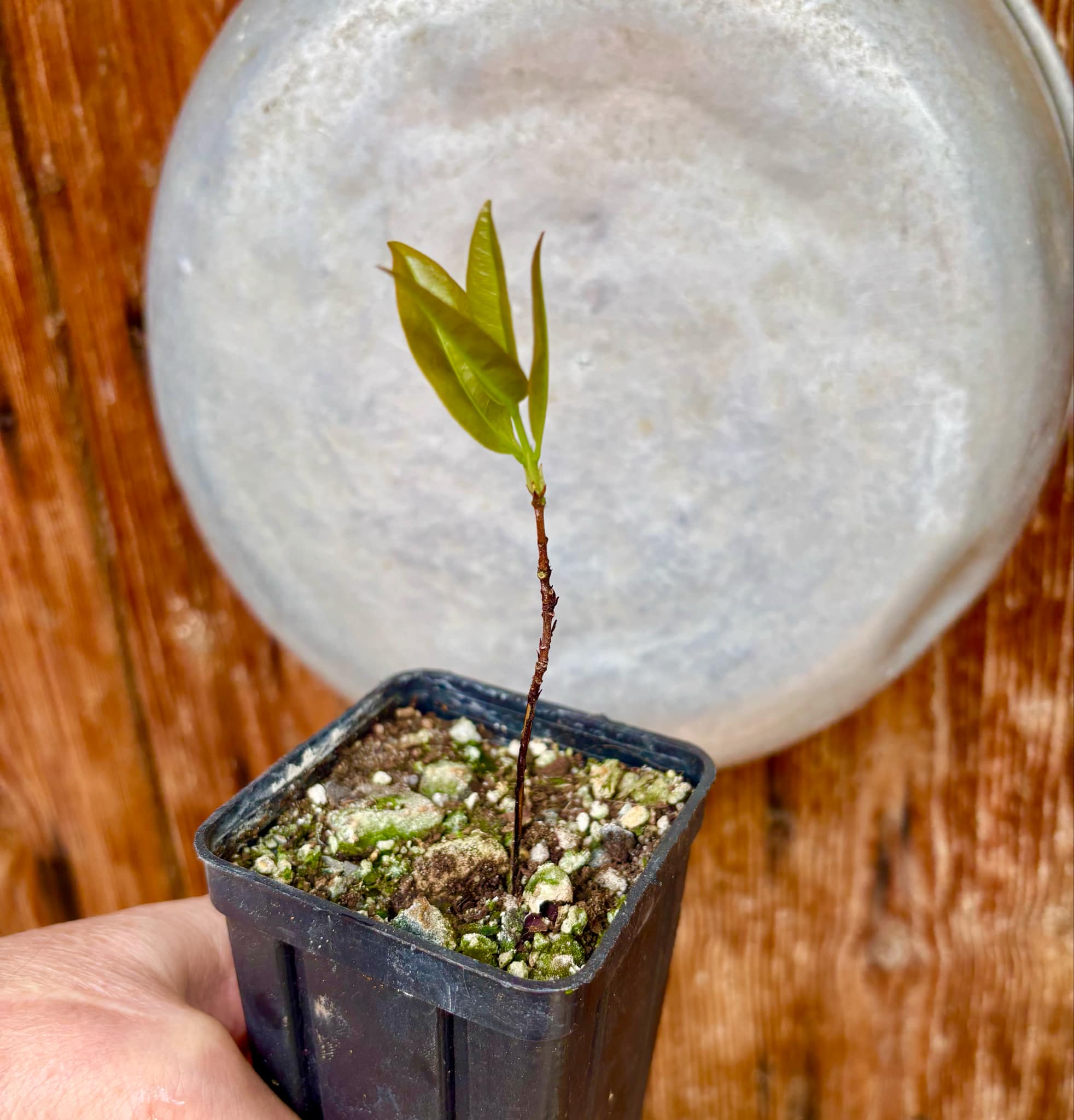 Cagaita (Eugenia dysenterica) - 1 potted seedling / 1 getopfter Sämling