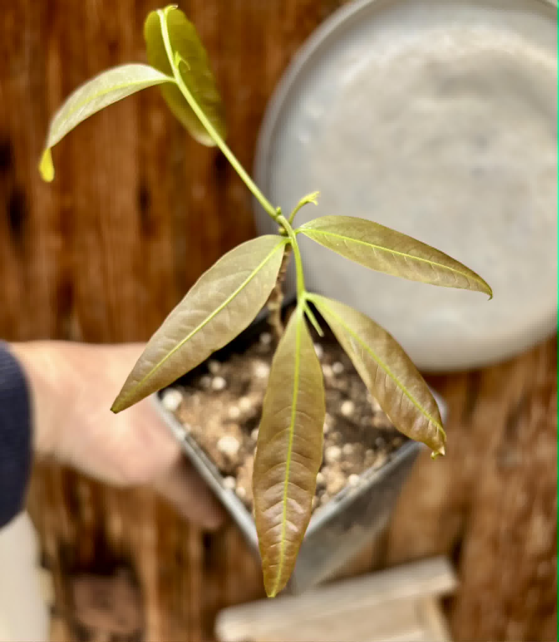 Talisia esculenta - Pitomba do Nordeste - 1 potted seedling / 1 getopfter Sämling