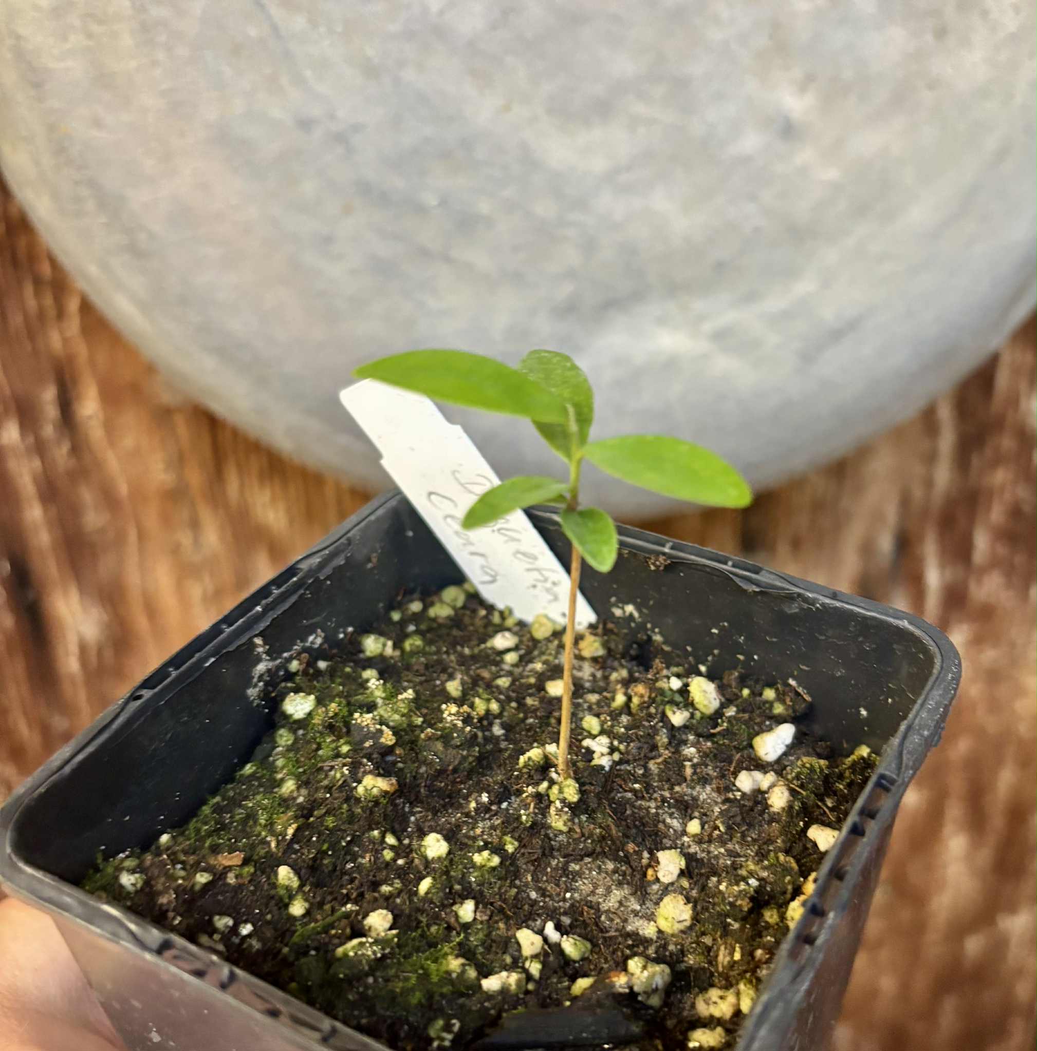 Duguetia sp Ceara - 1 small potted seedling / 1 kleiner, getopfter Sämling Duguetia sp Ceara - 1 small potted seedling / 1 kleiner, getopfter Sämling