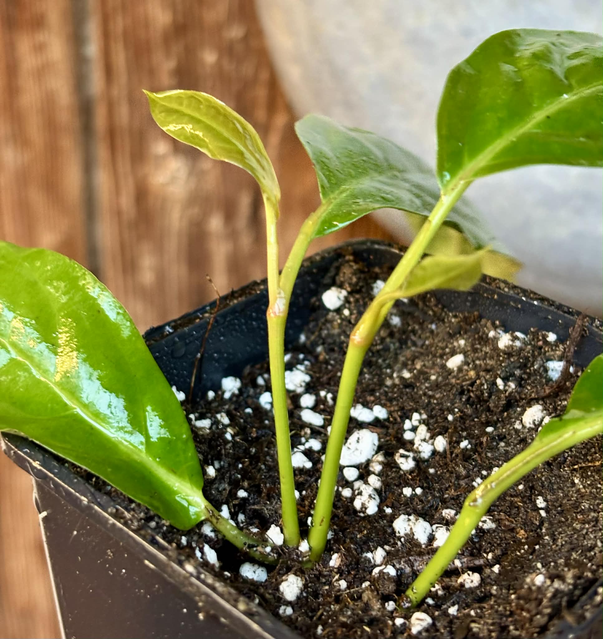 rooted cutting - Long Pepper  (Piper longum) - 1 potted plant / 1 getopfte Pflanze