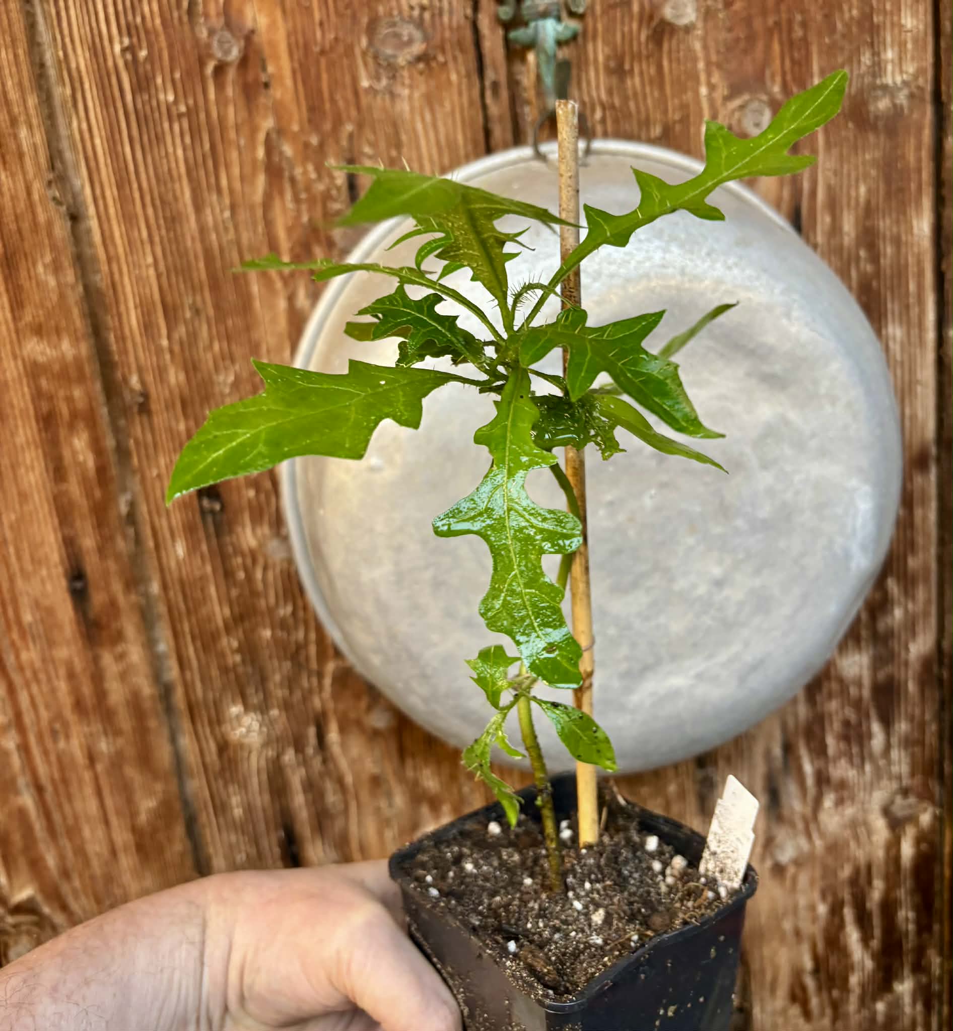 Juá do Jequitinhonha (Solanum schizandrum) - 1 potted seedling / 1 getopfter Sämling