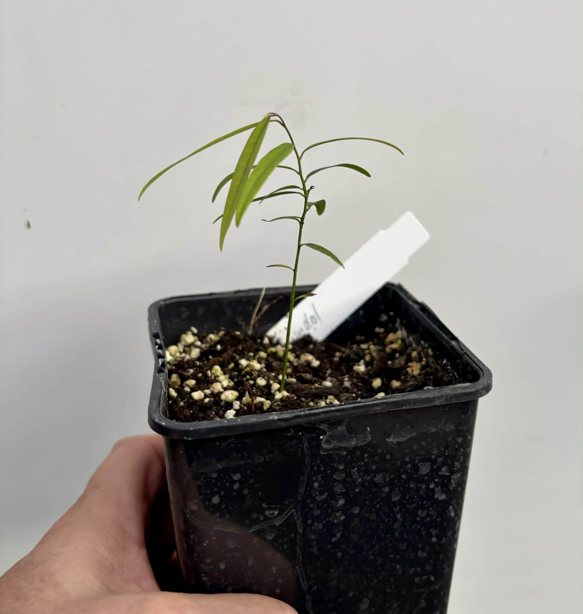 Rumdol (Sphaerocoryne lefevrei) - 1 potted seedling / 1 getopfter Sämling