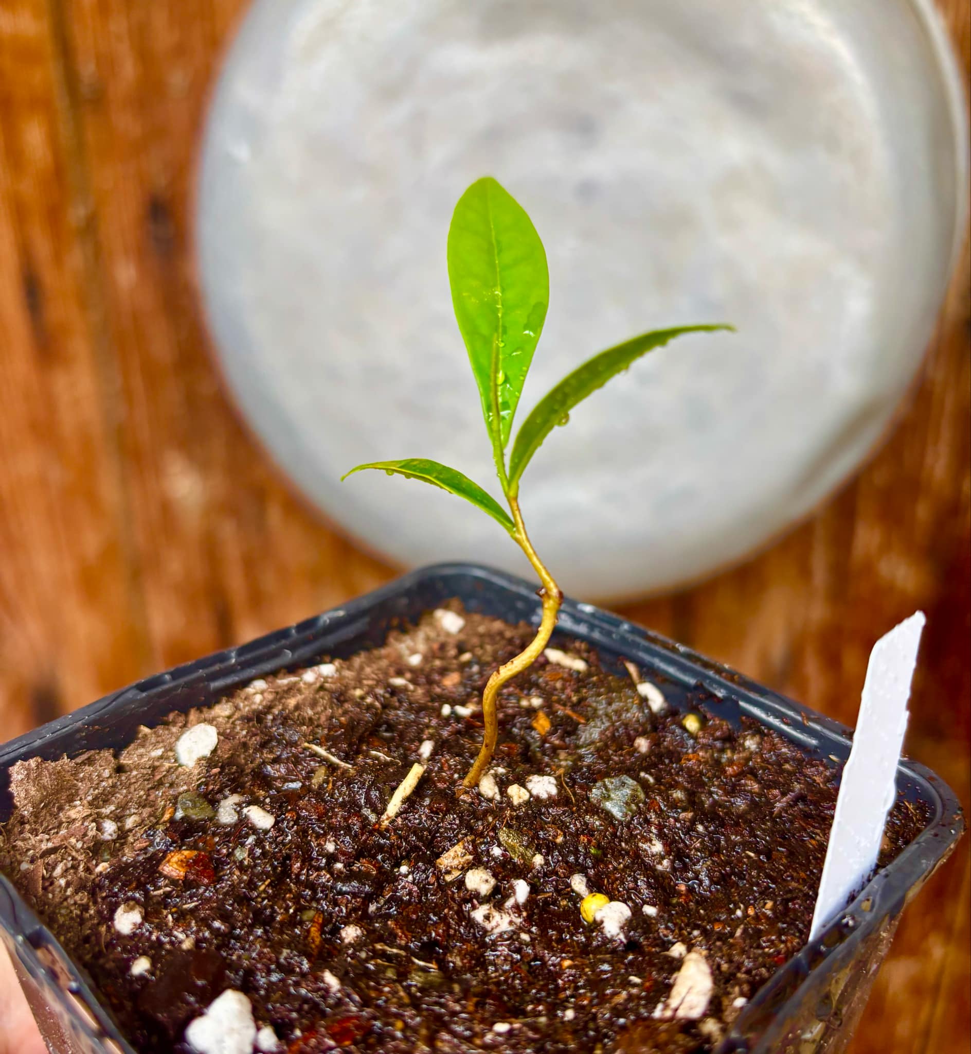 Duguetia sp Colombia  - 1 potted seedling / 1 getopfter Sämling