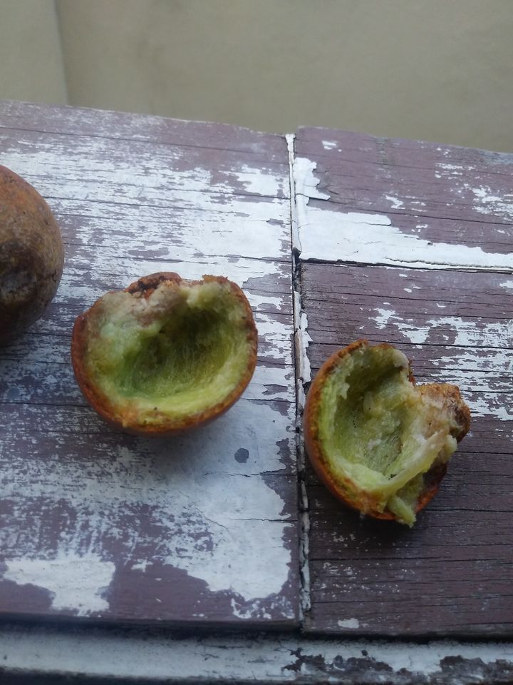 Manilkara longifolia - 1 germinated seeds / 1 gekeimter Samen Manilkara longifolia - 1 germinated seeds / 1 gekeimter Samen