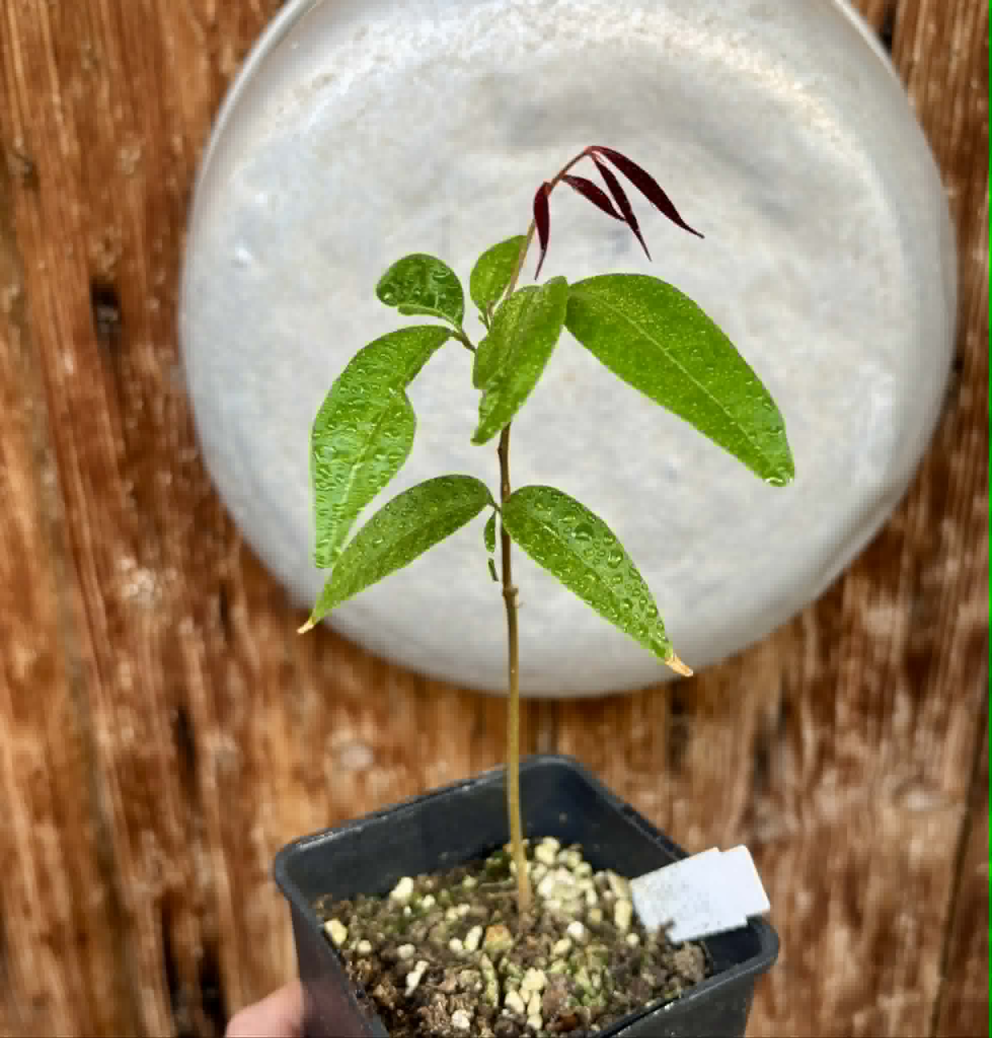 Talisia cerasina - 1 potted seedling / 1 getopfter Sämling
