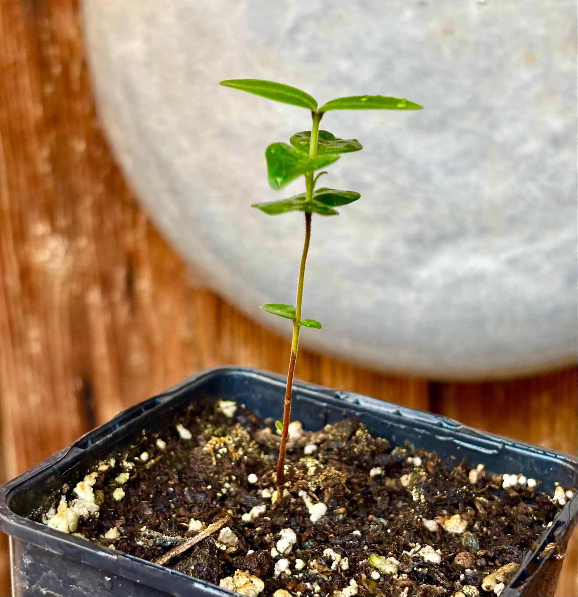 Eugenia selloi - Pitangatuba -  1 small potted seedling / 1 kleiner, getopfter Sämling