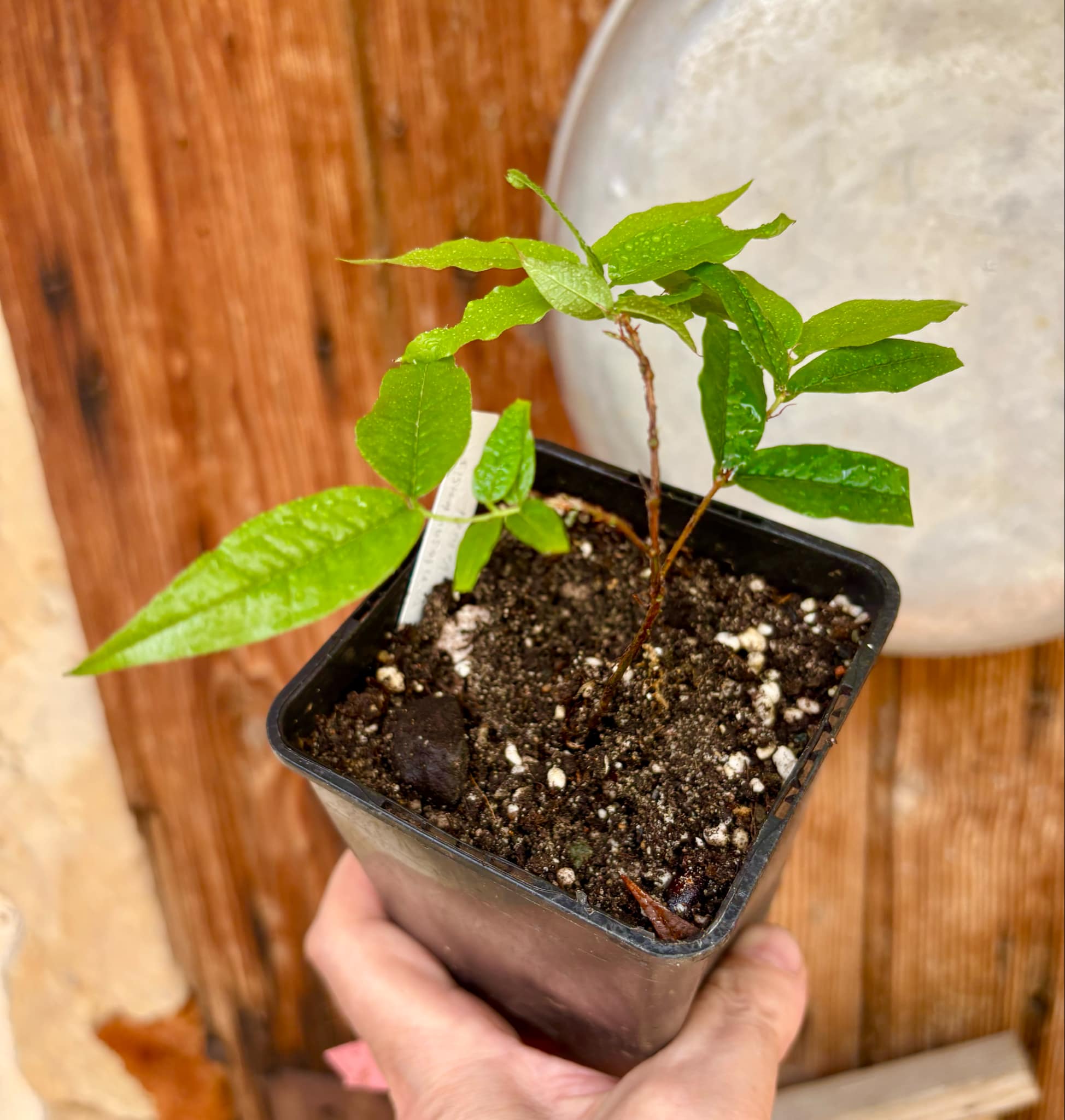 Plinia spiritosantensis var. Mucuri Velvet - 1 potted plant/ 1 getopfte Pflanze